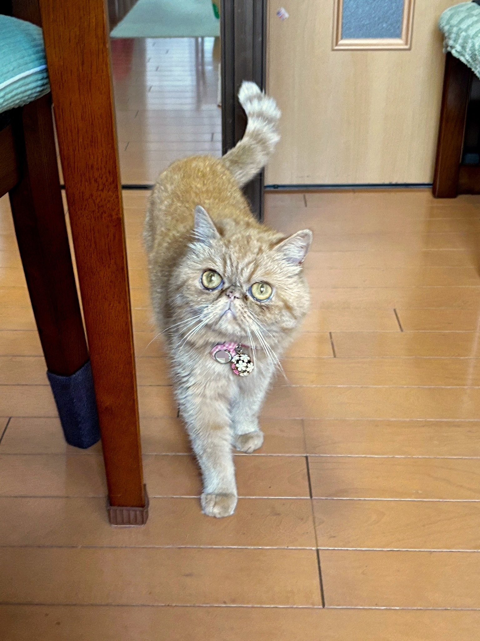 猫さん 4549509721093_01.jpg