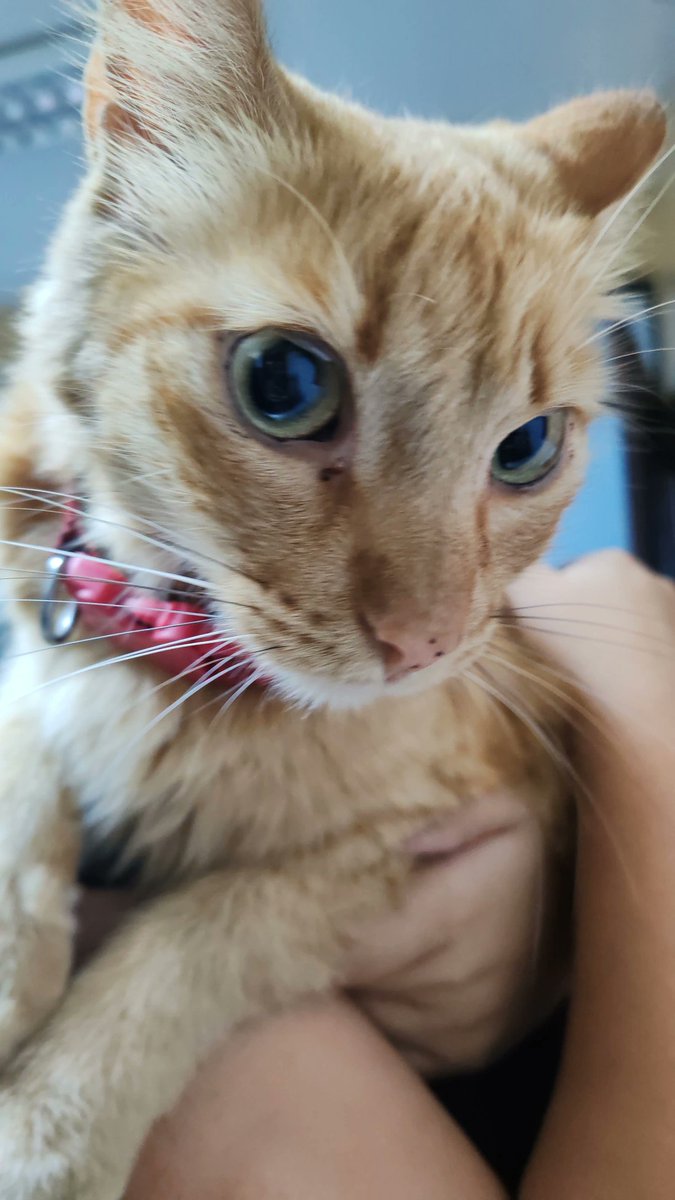 MANGO YA ESTÁ CON NOSOTROS!!
 MUCHAS GRACIAS A TODOS POR SU APOYO, ORACIONES Y BUENAS VIBRAS!
GRACIAS DE 🩷