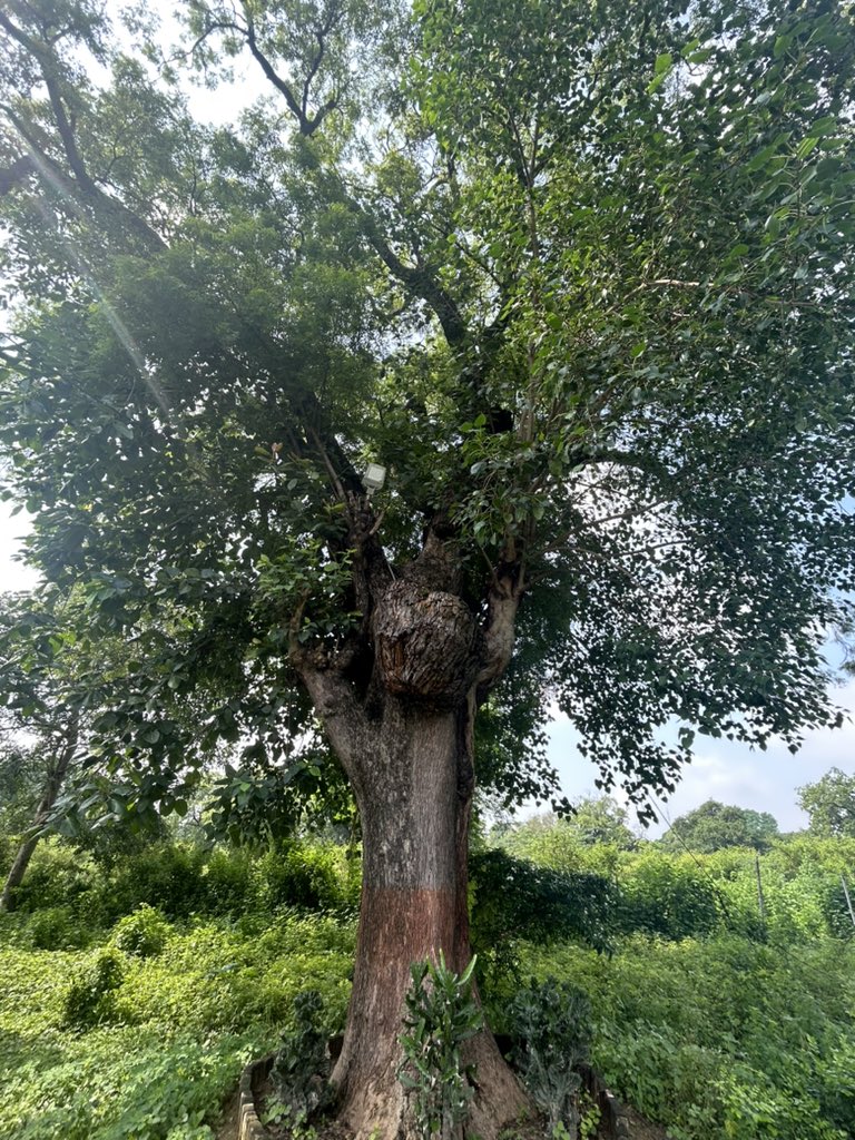 arun_k_pathak's tweet photo. Nature is amazing….three trees in one https://t.co/pS6zIKt83r