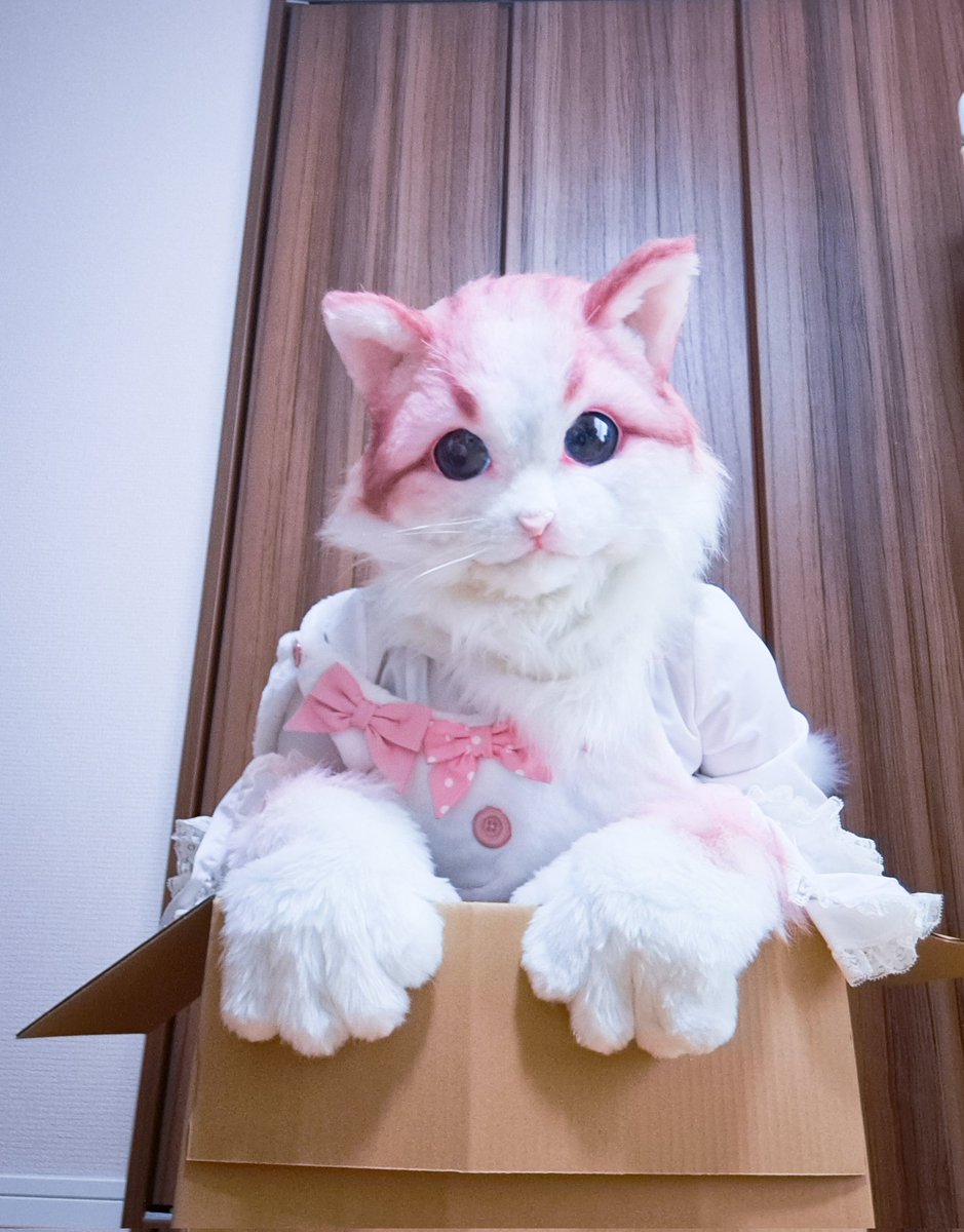 箱入り娘🐱🍑
#CHOPS
#超獣一華
#fursuit