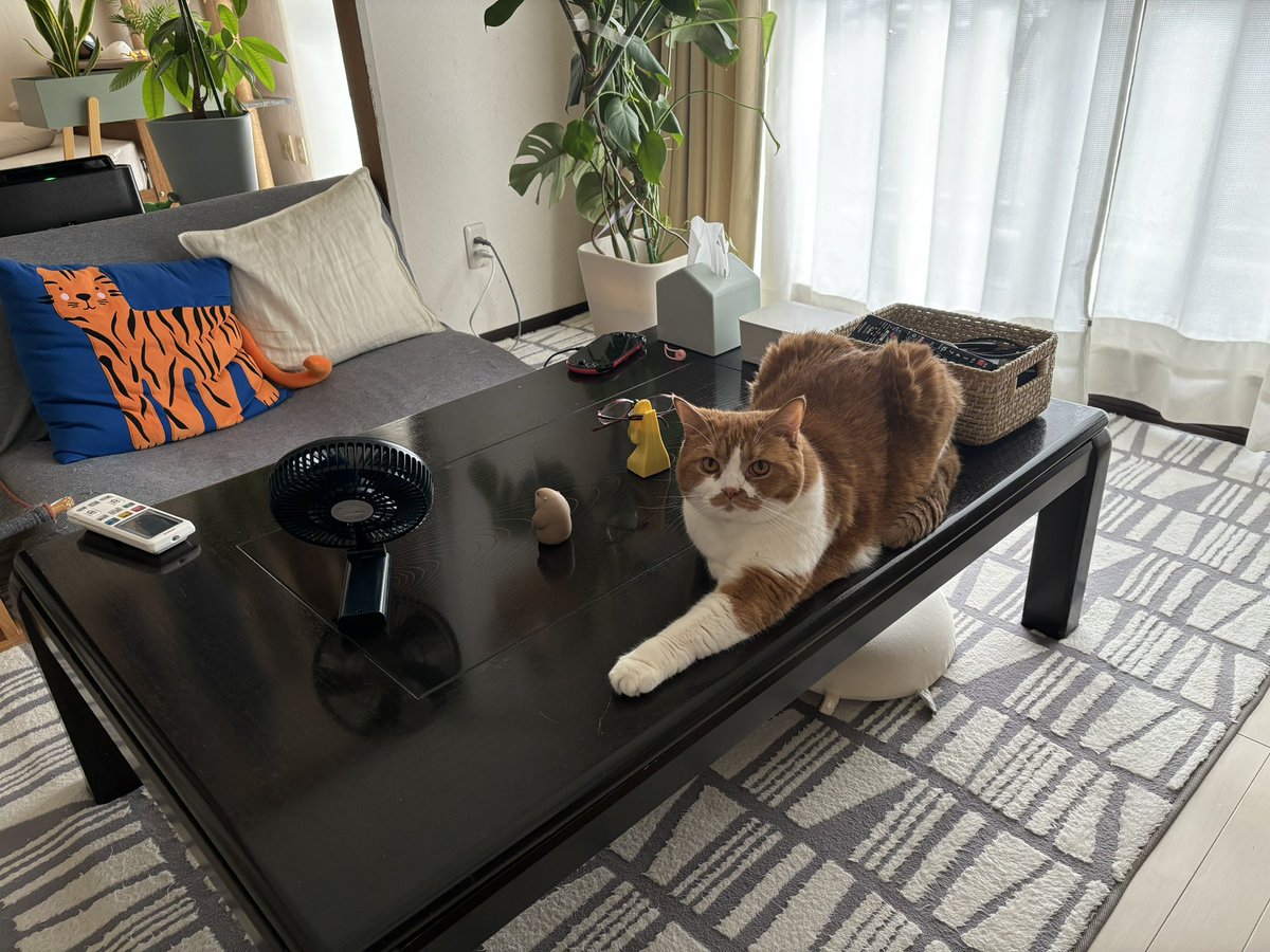 tw_subnenn's tweet image. さっきねぼけて猫をティッシュケースと間違え、背中の毛を3本くらいむしったので、心を閉ざされています