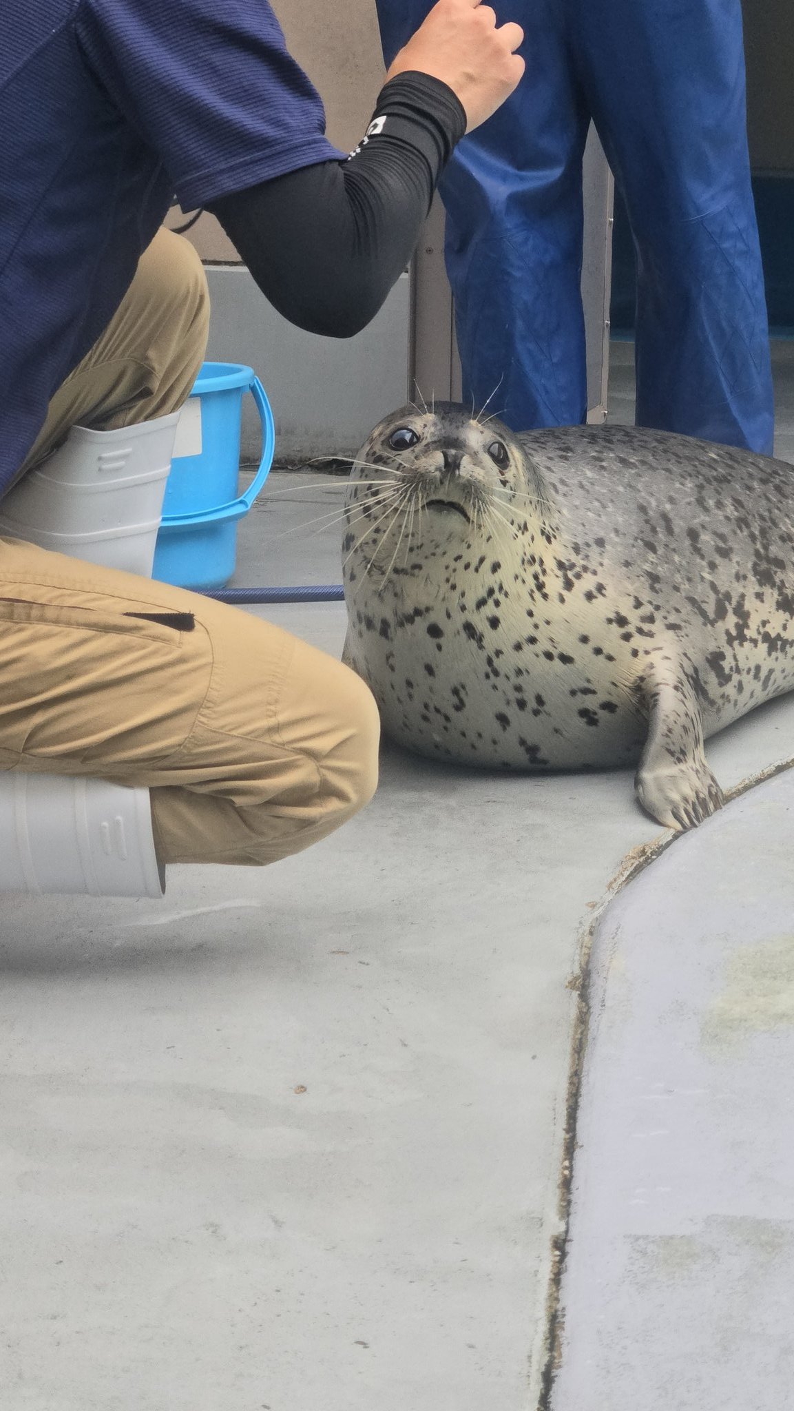 レオマミーです‼️ エクセルヒューマン掛け軸２点（猛虎と瑞祥大昇鯉） 楽天市場】掛け軸 天龍昇鯉吉祥図 尺三サイズ（44.5×164センチ