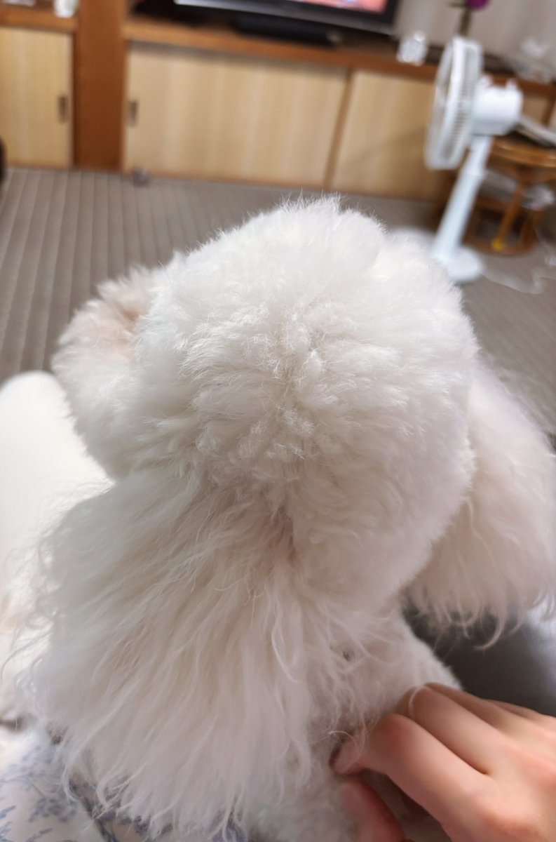 おばあちゃん家の犬をなでる時間( ⊃ ˙꒳​˙ ⊂)
頭がかわいい💕