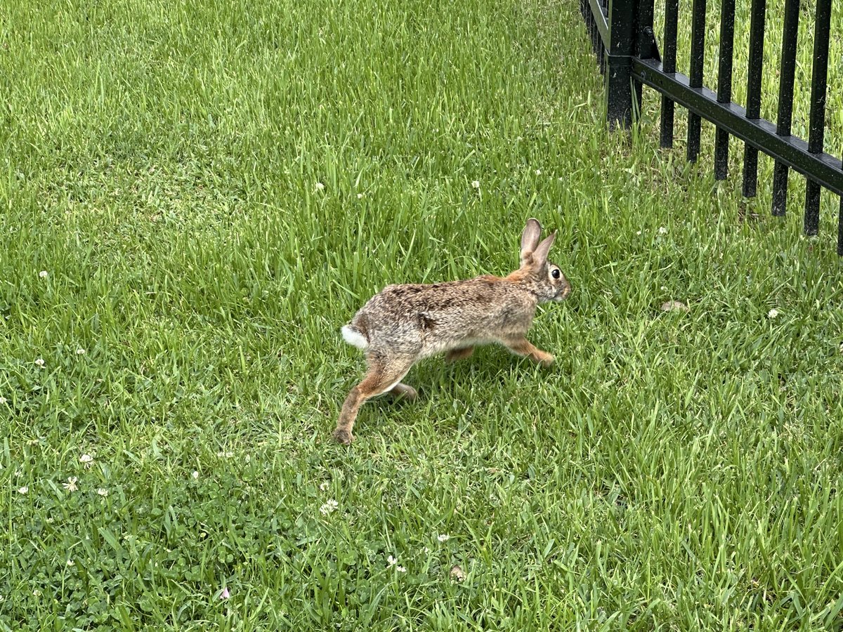 We saw a bunny at the park today.

Daughter 1: Awww! It’s so cute! I’ve always wanted a pet bunny!

Daughter 2: What do you think bunny tastes like? We could bake it with garlic.