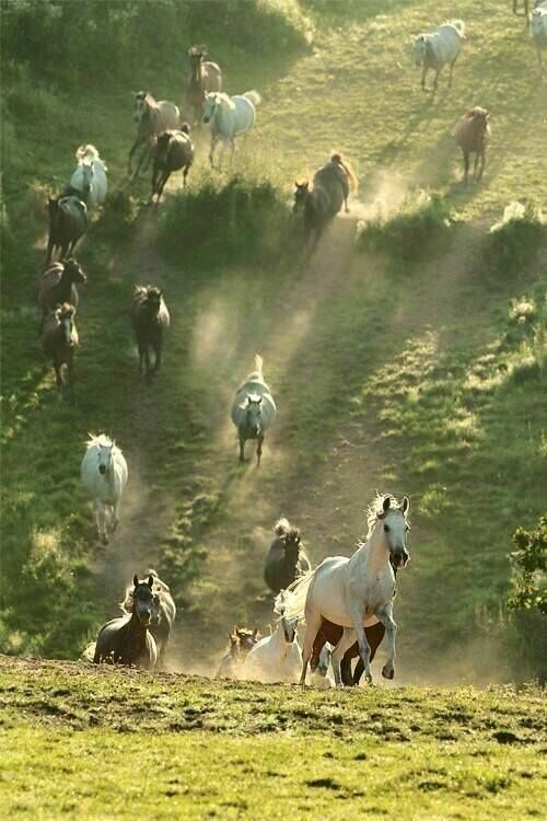 KANSAS BORN (@cat1pro) on Twitter photo 