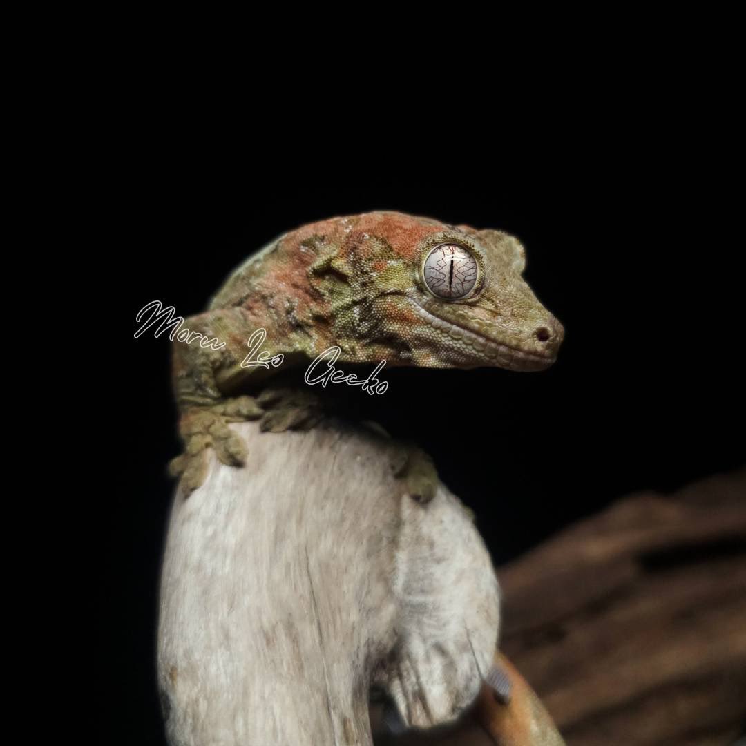 モルレオ (@Morph_Leopard) / Posts / X