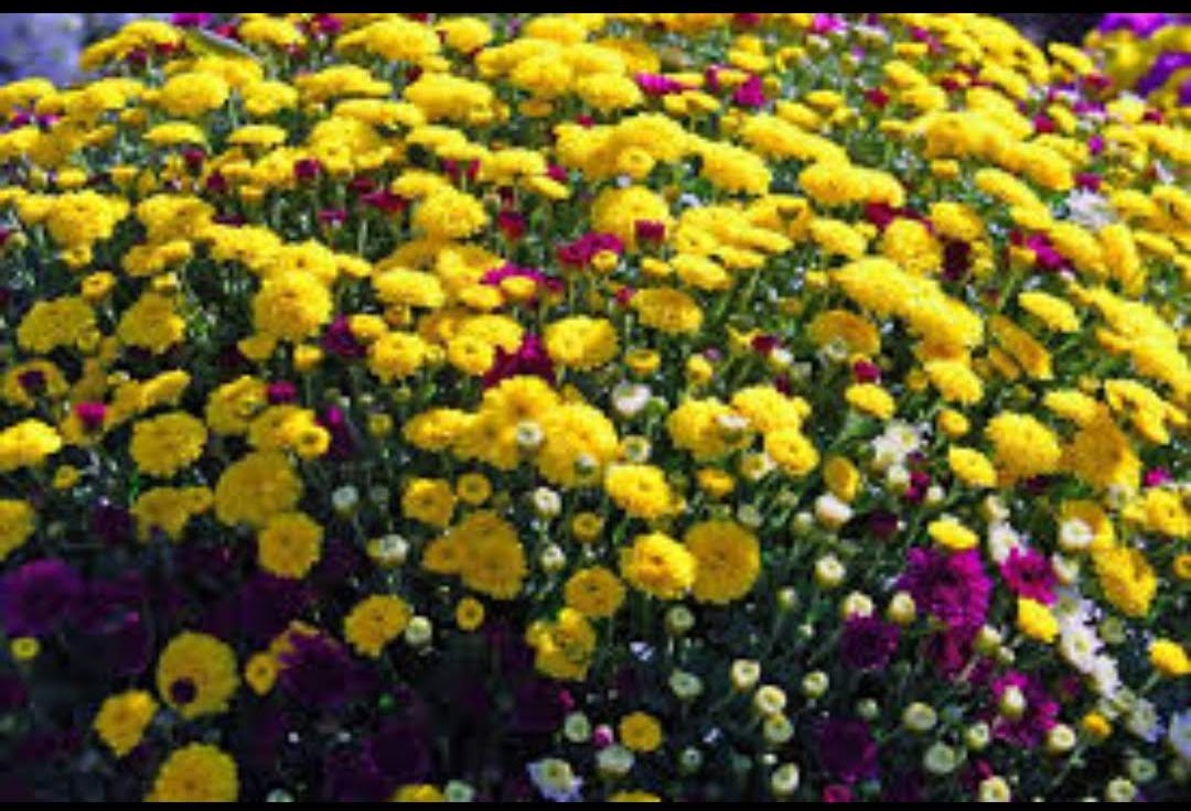 <a href="/Anthony78644696/">Anthony</a> <a href="/DavidMariposa1/">David</a> 
Happy #SundayYellow