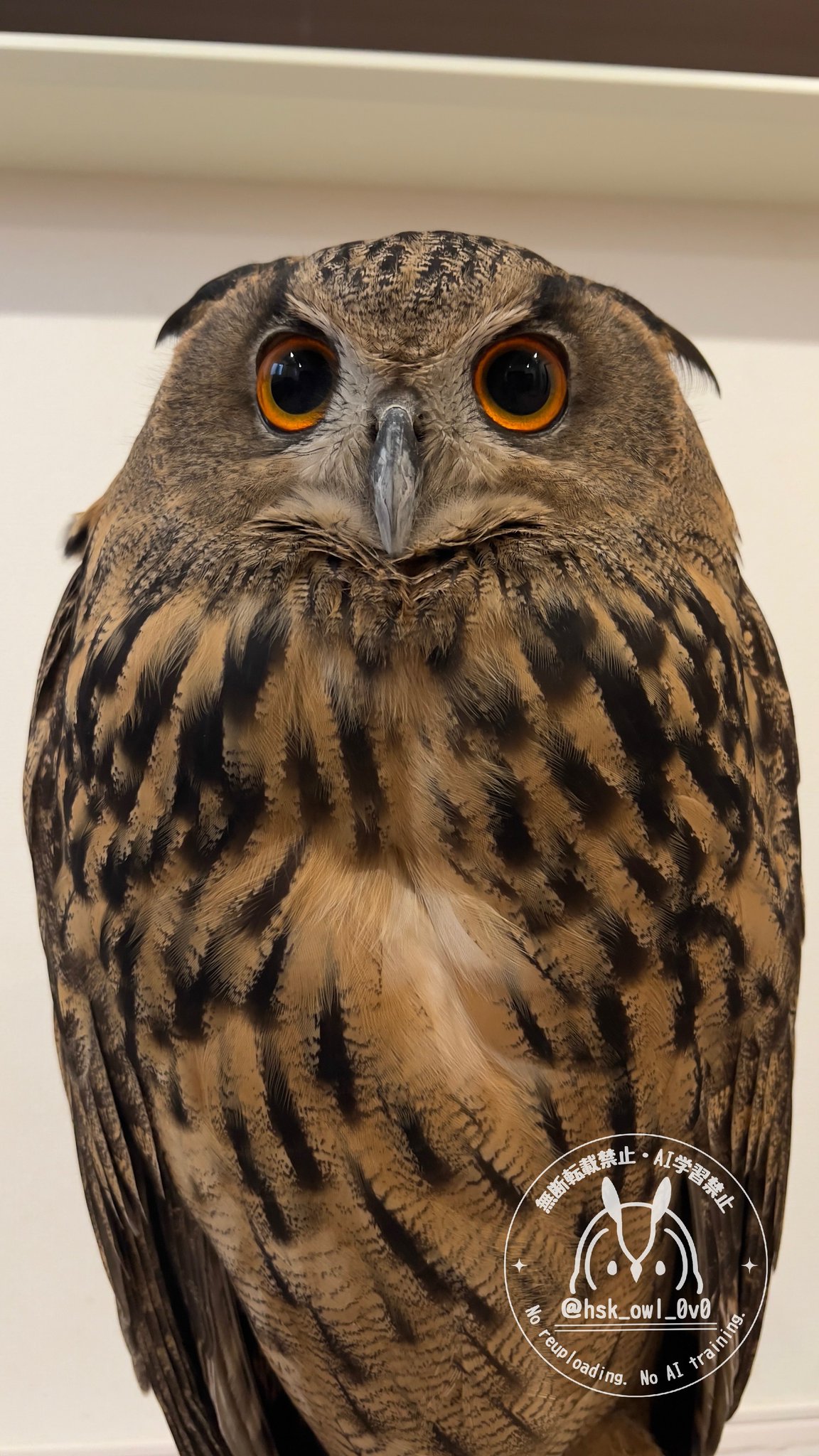 owl様 momozuku on X: 