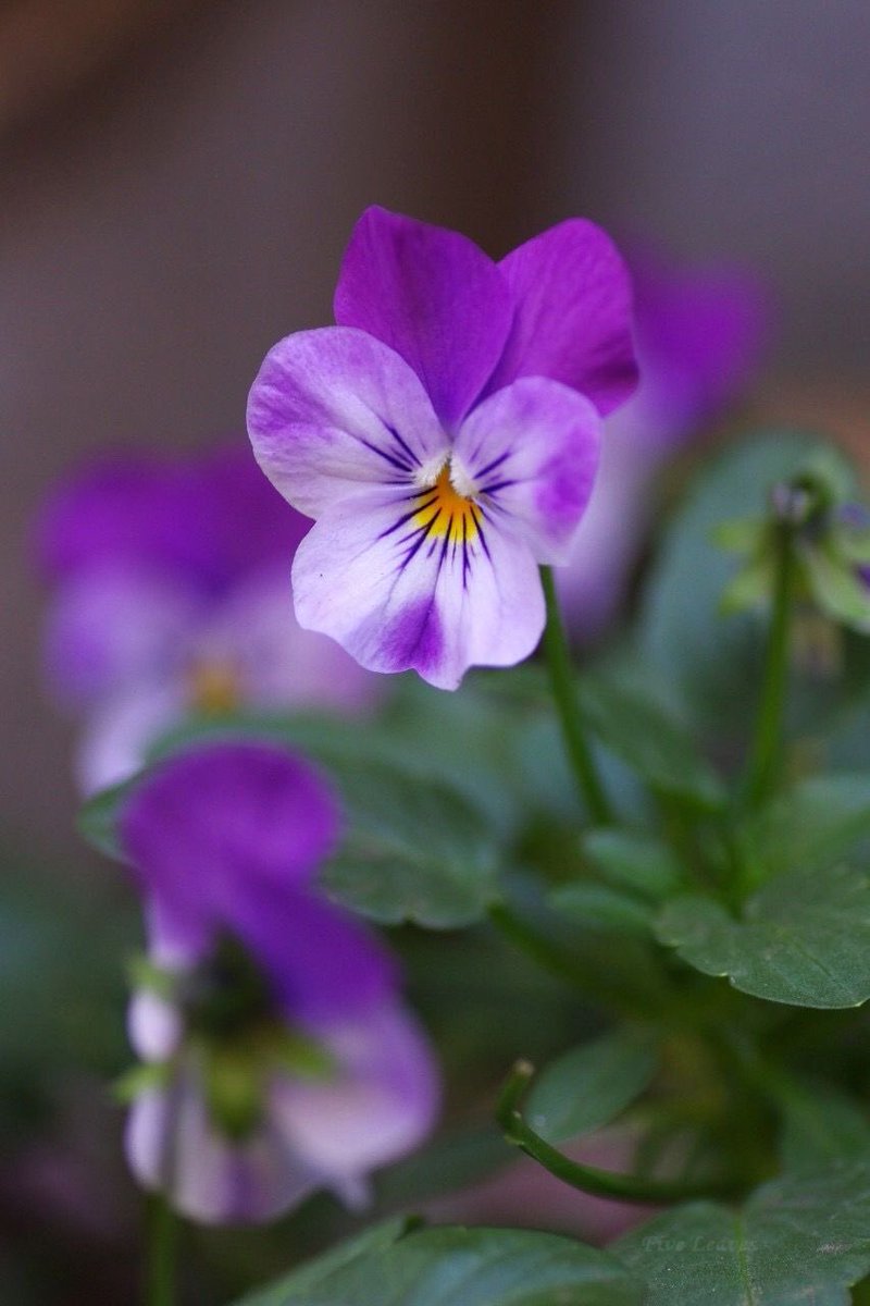 ꧁♡💜 

You are like a flower,
strong in its sweet fragility

                                     💜♡꧂

ℋ𝒶𝓅𝓅𝓎 𝒮𝓊𝓃𝒹𝒶𝓎