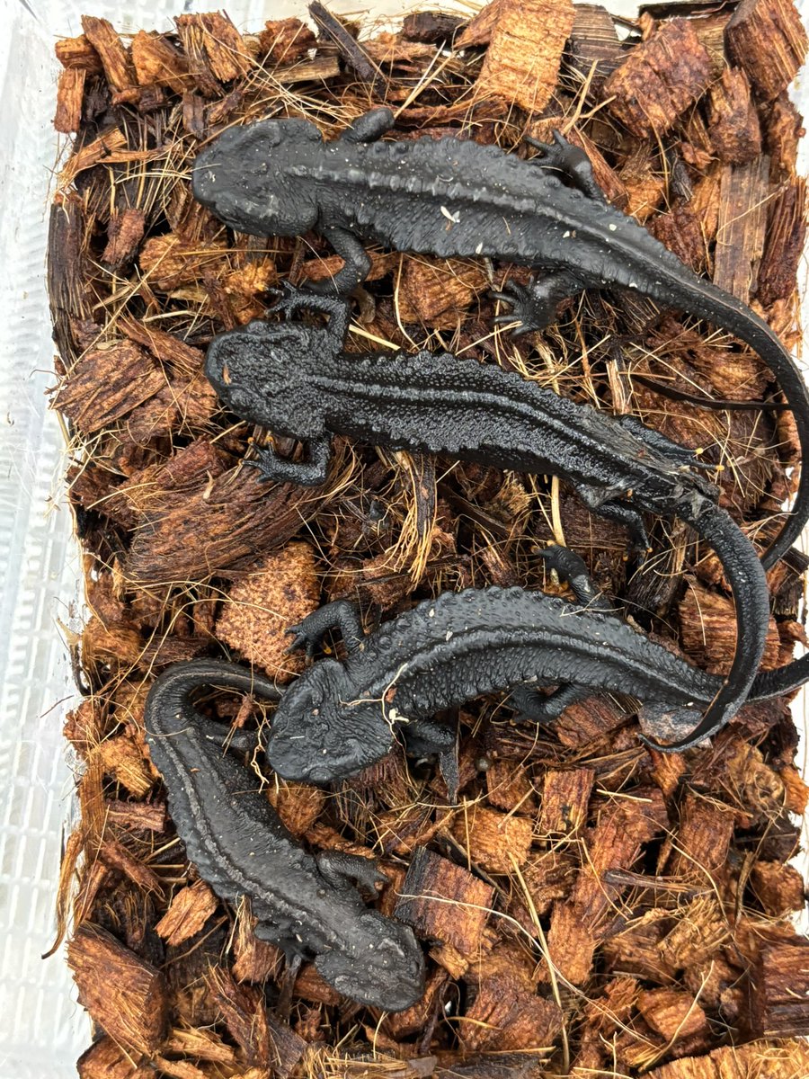 シークレットセール】 先程から問い合わせを頂いているマンシャン