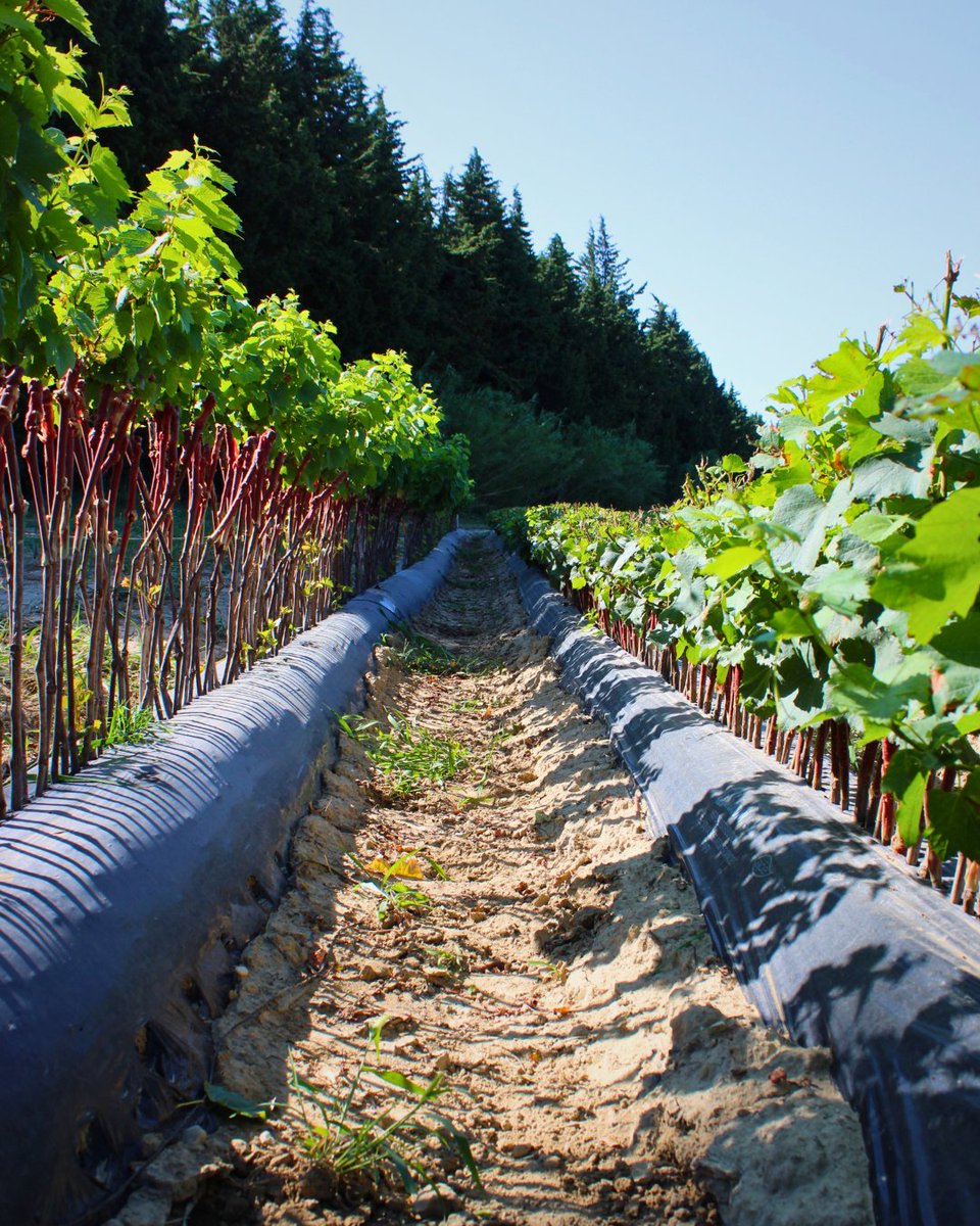 En cette période estivale, les plants s’endurcissent. Les greffés-soudés sont en plein développement 🌿

🇬🇧 During this summer period, the plants are hardening. The grafted plants are in full development.🌿
#Vitipeps #plantdevigne #agriculturefrançaise #Vineplant #frenchvineplant