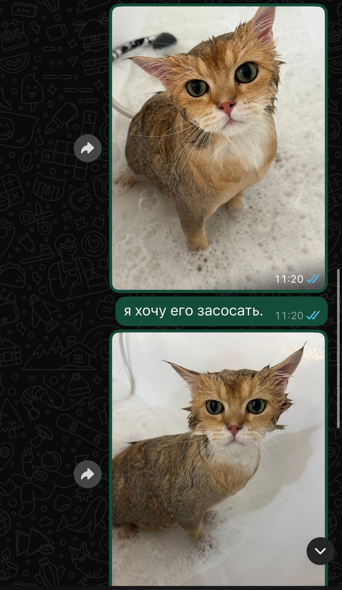 Imsorrymiracle's tweet photo. история одного дня. очень влюбилась в этого кота, после администратор идет отдавать, а хозяйка его хочет пристроить, но прежде поговорит с детьми своими которые давно живут отдельно, но у них аллергия на его шерсть(это их был кот) 
либо на следующей неделе будет кот, либо нет https://t.co/nGDStmyPd1