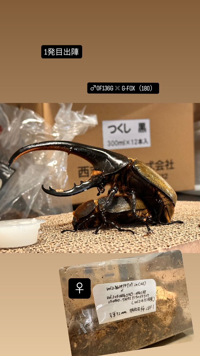 MS-10 (@beetleshu) / Posts / X