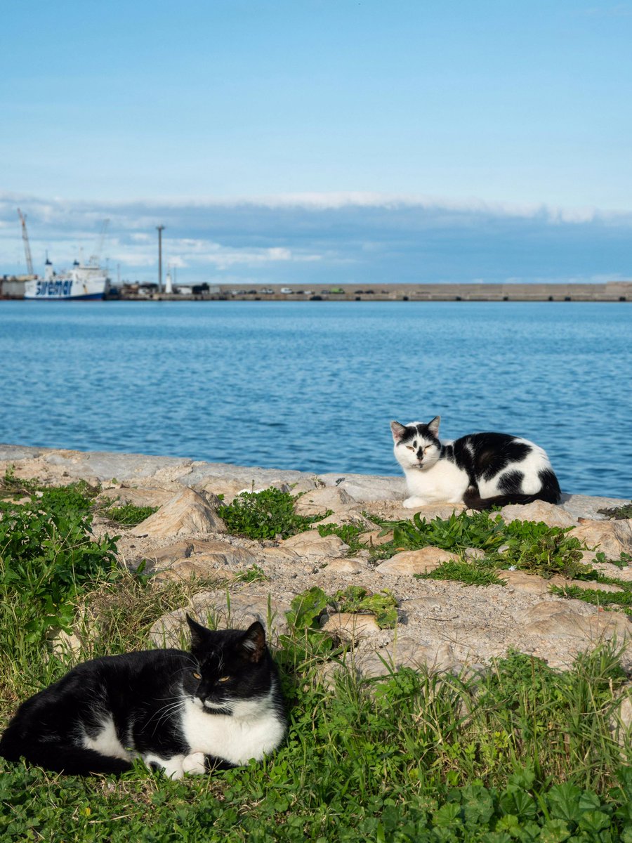 Have a relaxing Sunday dear friends…🌷🍃☕️🌊💦☀️🐈‍⬛🐈‍⬛🖤🤍🩵

#GoodMorningXFriends 🌷 #CoffeeTime ☕️ #CatsLover 🐈‍⬛ #SundayFunday ☀️ #Blessings 🤍 #PeaceAndLove 🕊️