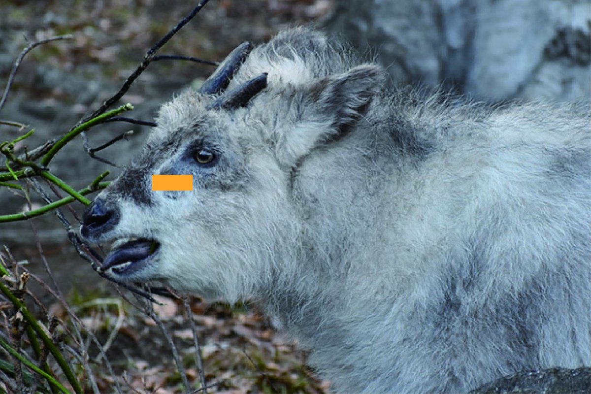 カモシカ　毛皮とツノ カモシカ 毛皮とツノ