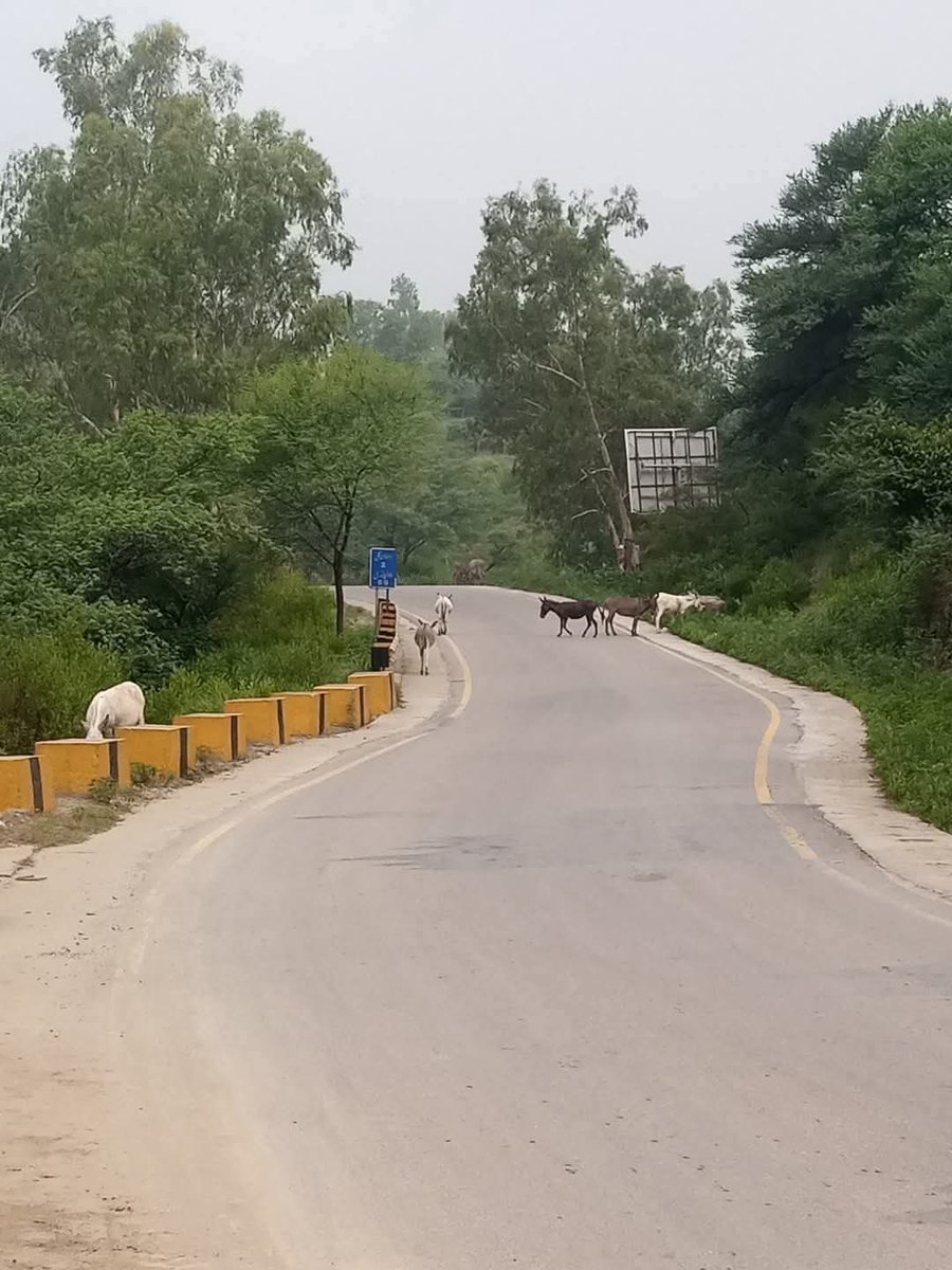 اسلام آباد سے بازیابی کے بعد مری کی سڑکوں پر سیر کرتے ہوئے 
یا اللہ ان کو انسانوں کے ہاتھوں محفوظ رکھ ۔۔۔آمین🤣🤲