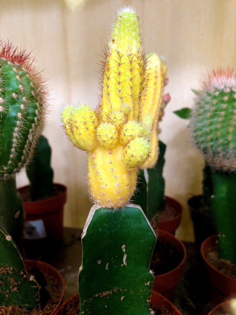 Whatever your preference we have a #cactus or #succulent to suit you in one of London’s largest collections!
#gardencentre #since1983 #socialenterprise #camdentown #northlondongardeners #gardenlovers #trainingandemploymentopportunities #house_plant_ community