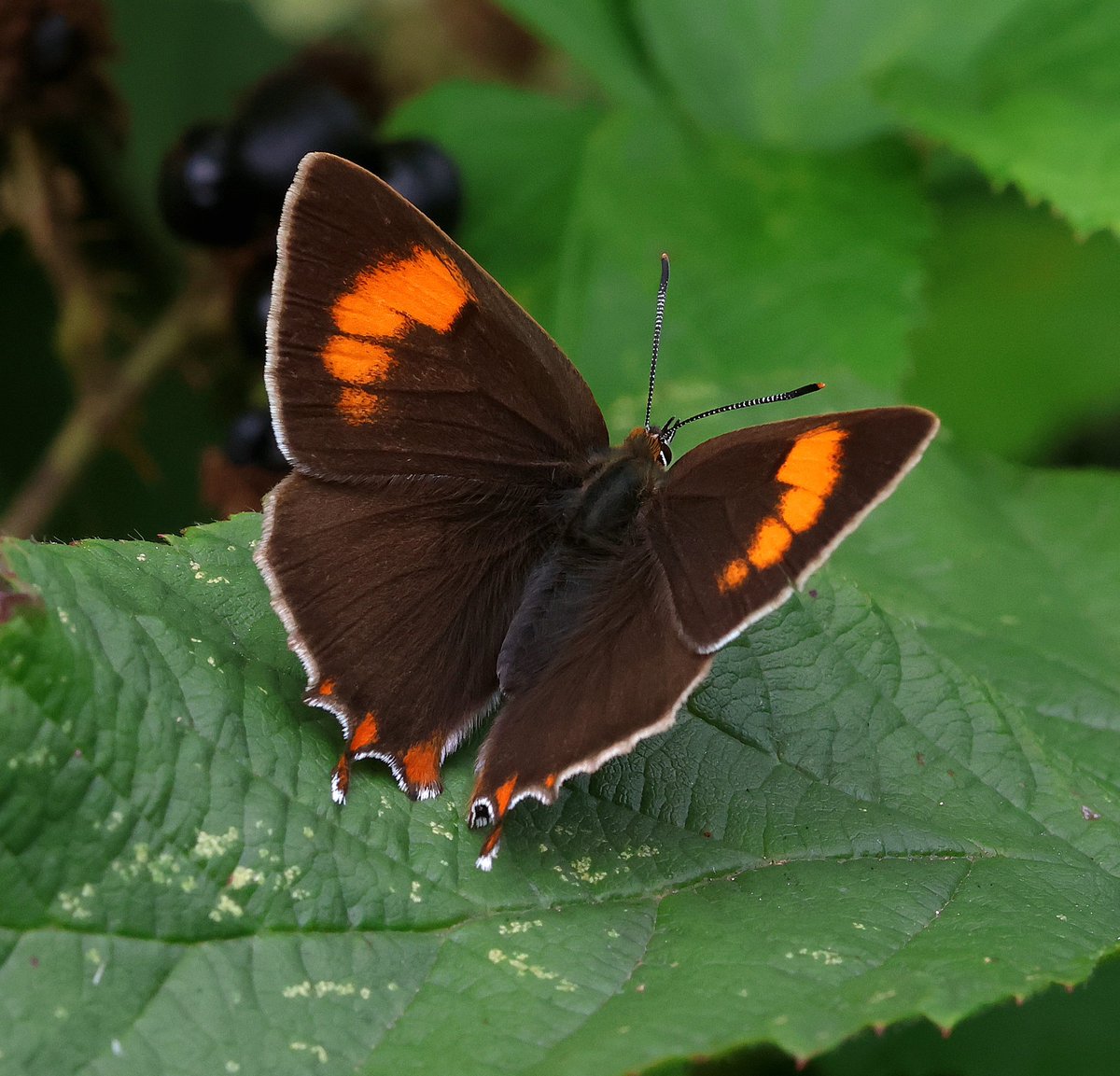 Ian Conn tweet media