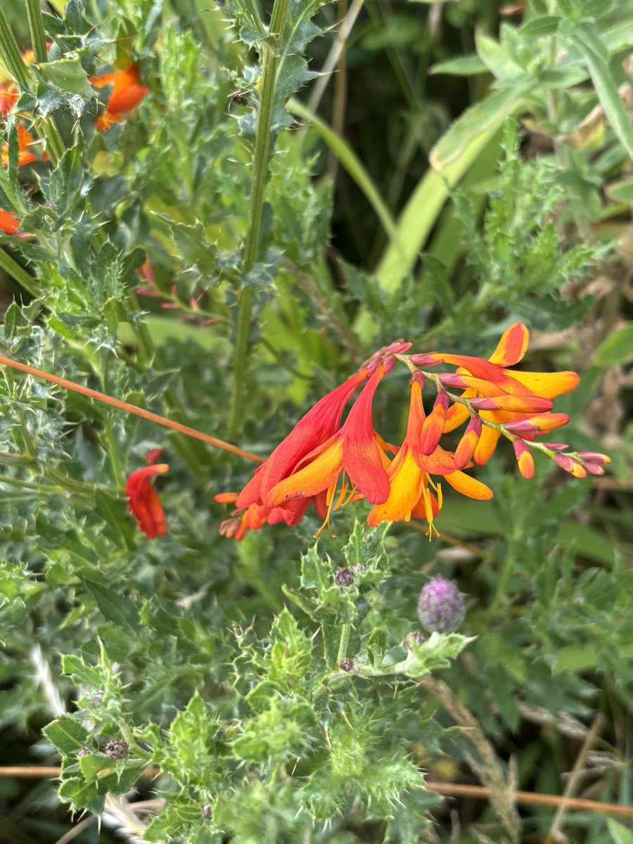 Tuesday 29 July, Kilbride, Wexford