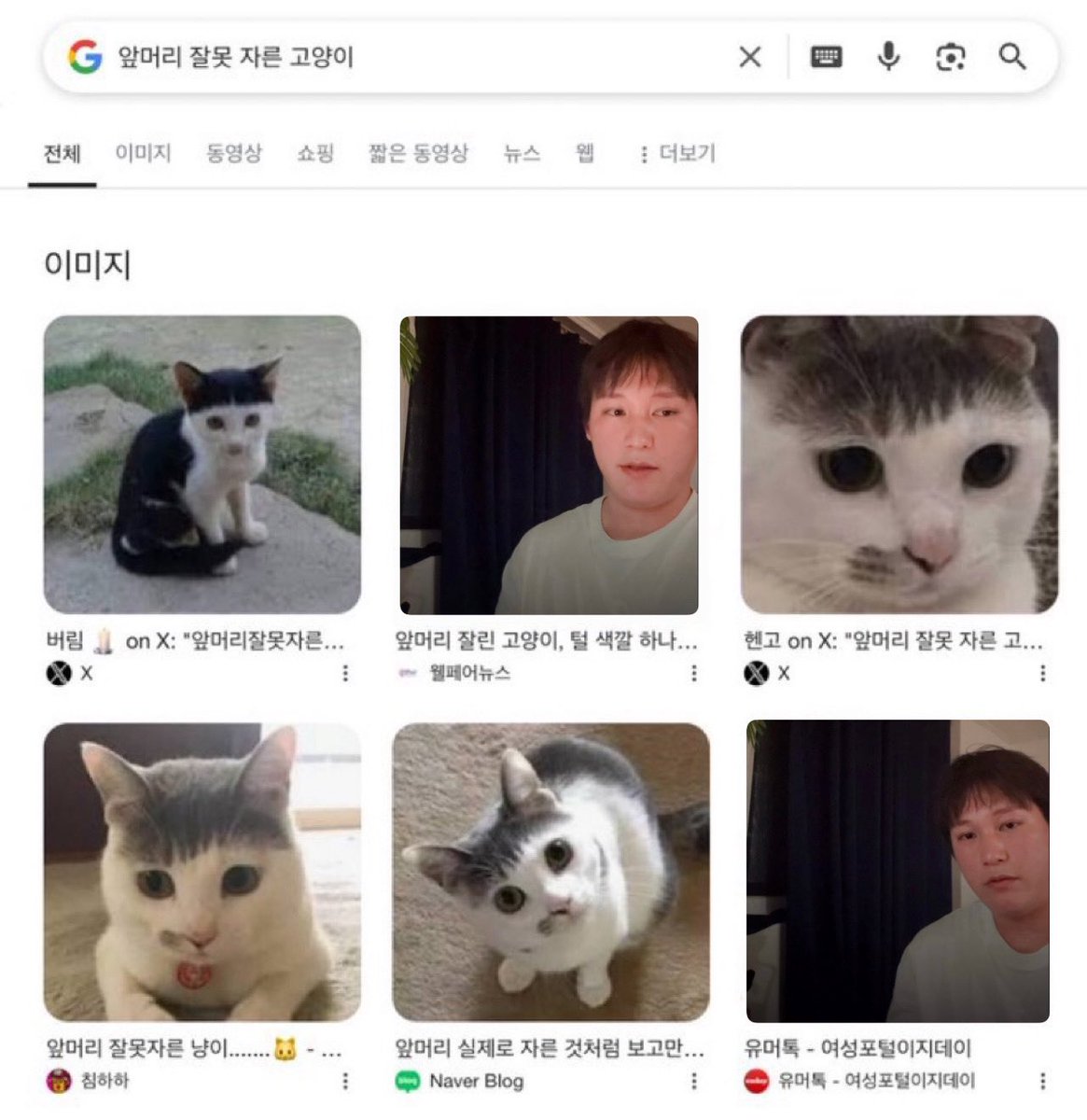 앞머리 잘못 자른 고양이

#곽지현