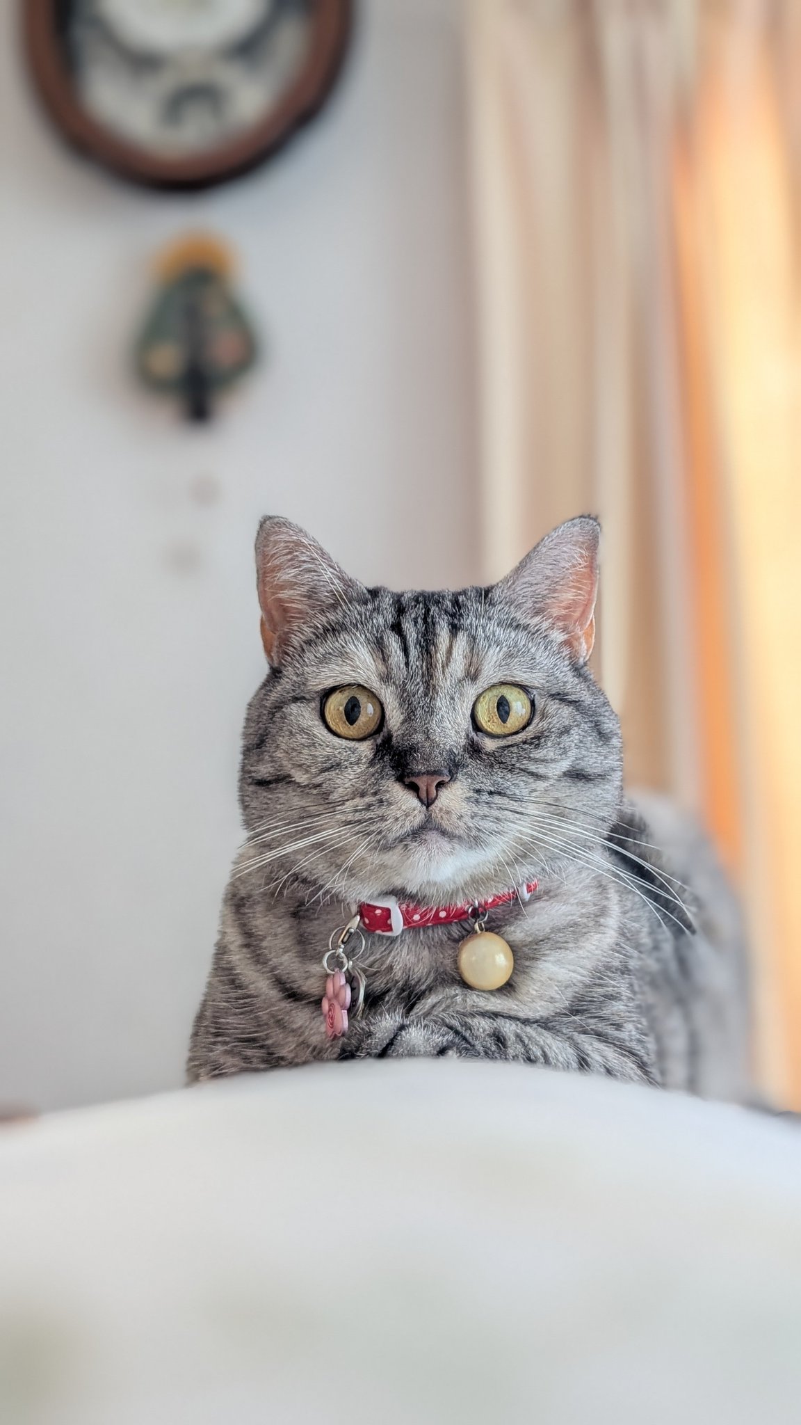 ネコちゃん photo ねこさん⚡(ΦωΦ) on X: 