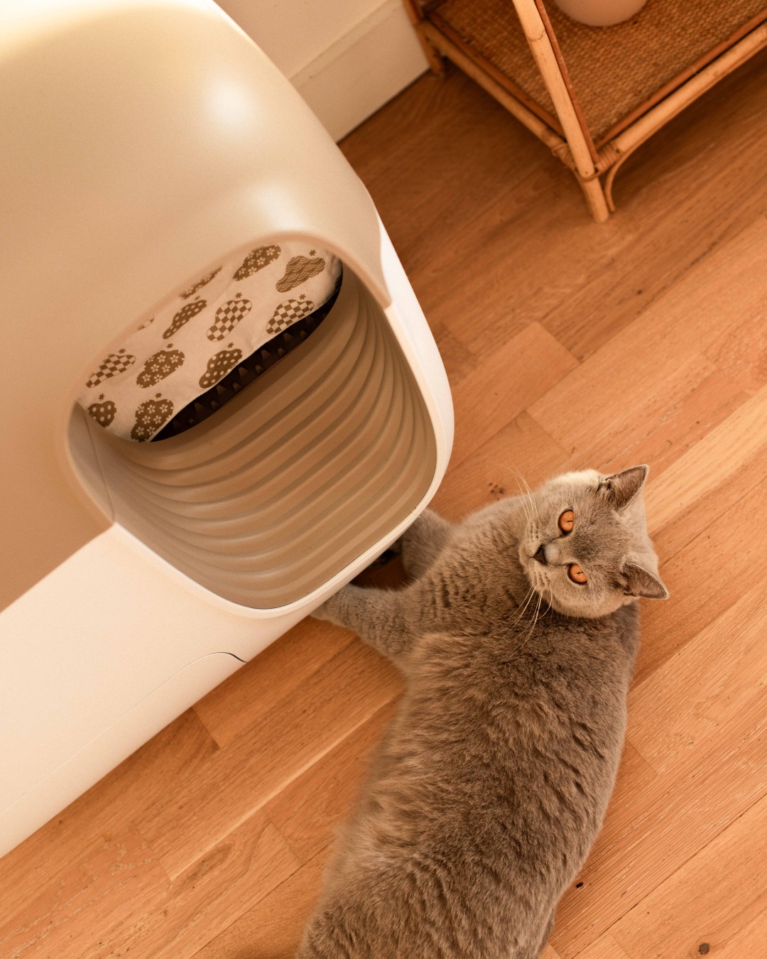 petsnowy 全自動スマート猫トイレ　PS-001 ブラウン Amazon.com: PetSnowy Self-Cleaning Automatic Cat Litter Box