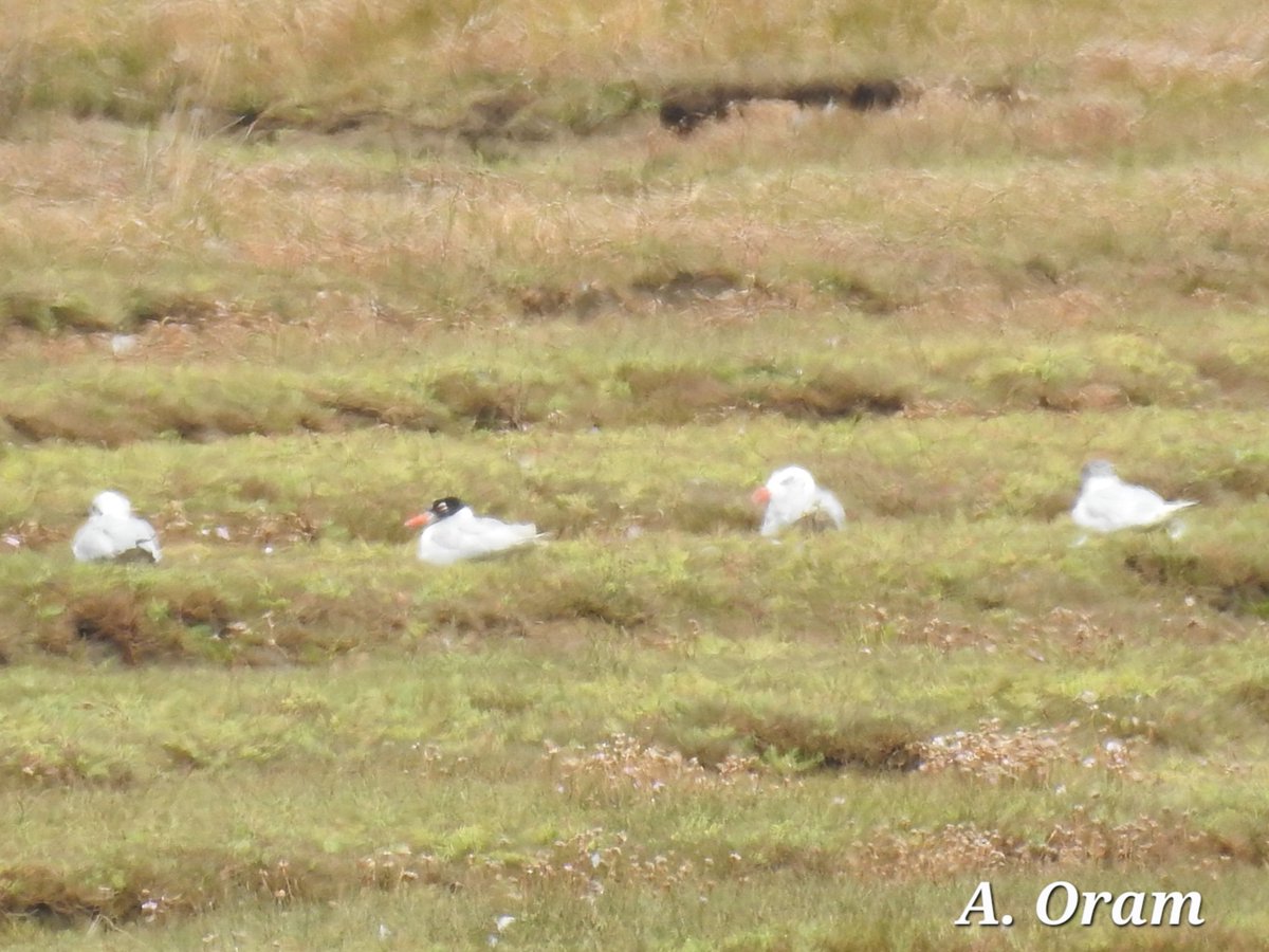 The Bar-Headed Goose on Hayle Estuary &amp; some Mediterranean gulls that were present at Ryan's Field on Sunday.