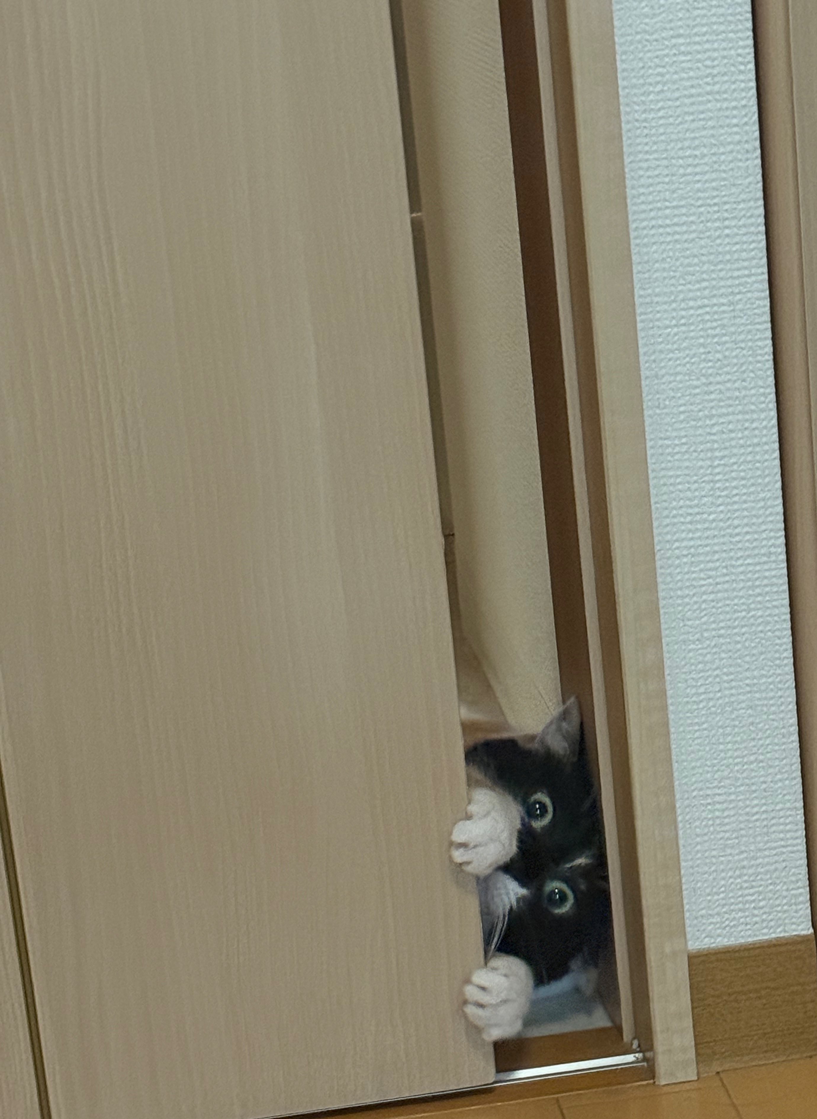 月猫様 31tNUo+vtpL._UF894,1000_QL80_.jpg