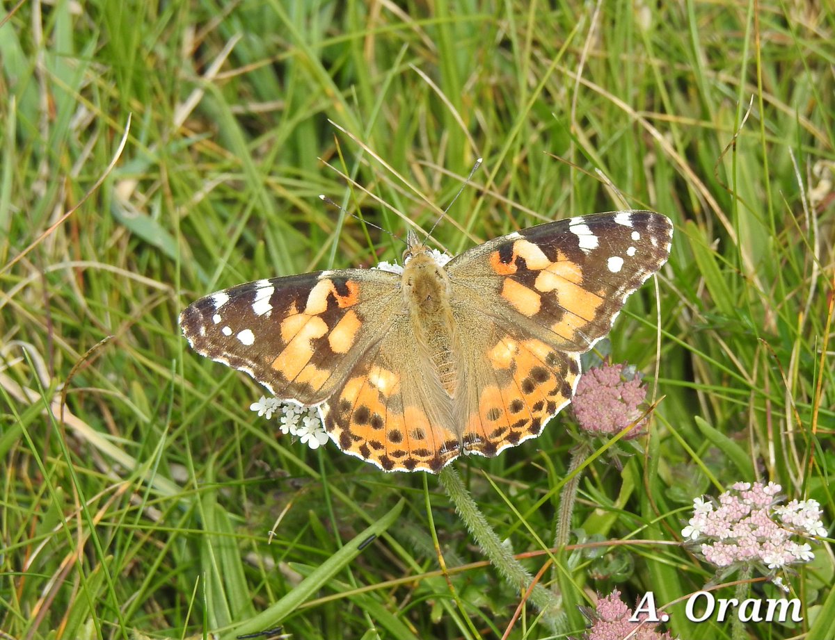 Pendeen on Sunday, 2 Choughs,  Multiple Common Blues, &amp; 1 Painted Lady.