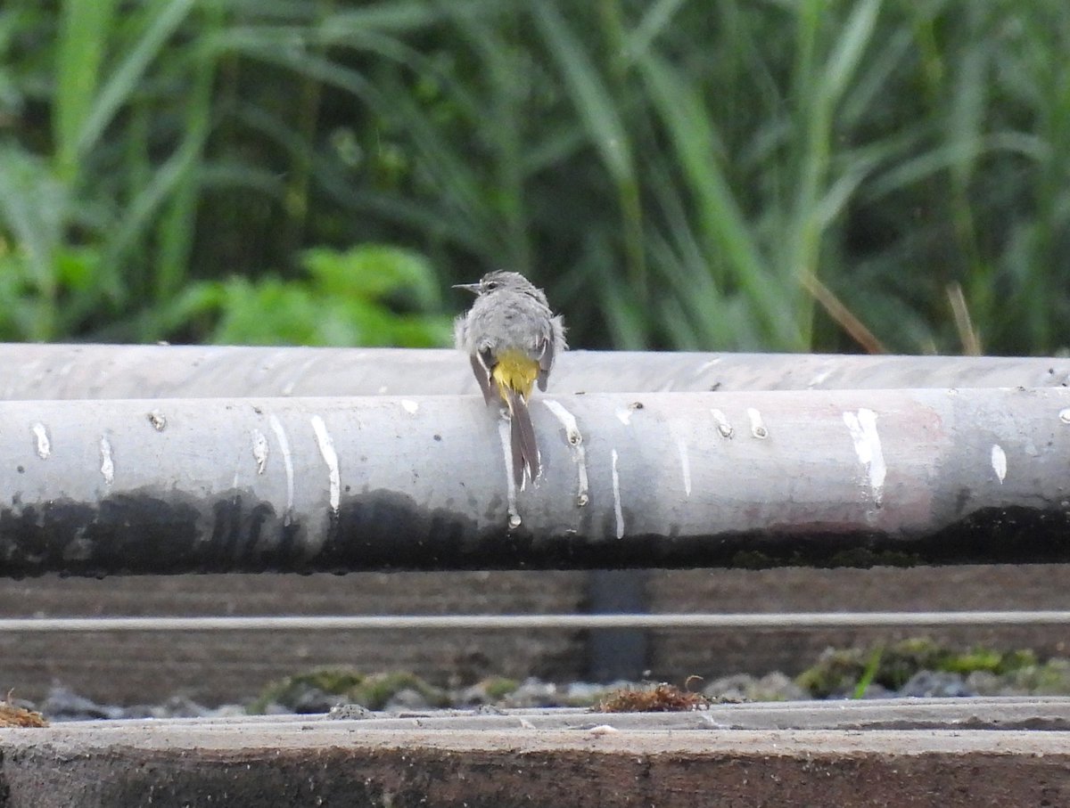 Mike King🦉🐺 (@glosterbirder) on Twitter photo Saul Warth early am no tide 16 Arctic Terns resting up in the clag, sum plum Grey Plover, 123 Curlews, 84 Avocets, 54 Dunlins, 73 Shelducks, 4 Little Egrets, 6 Grey Herons, 2 Mistle Thrushes, 6 Pied Wags, Grey Wagtail, Chiffchaff, singing Willow Warbler & 86 Swallows. #GlosBirds Saul Warth early am no tide 16 Arctic Terns resting up in the clag, sum plum Grey Plover, 123 Curlews, 84 Avocets, 54 Dunlins, 73 Shelducks, 4 Little Egrets, 6 Grey Herons, 2 Mistle Thrushes, 6 Pied Wags, Grey Wagtail, Chiffchaff, singing Willow Warbler & 86 Swallows. #GlosBirds