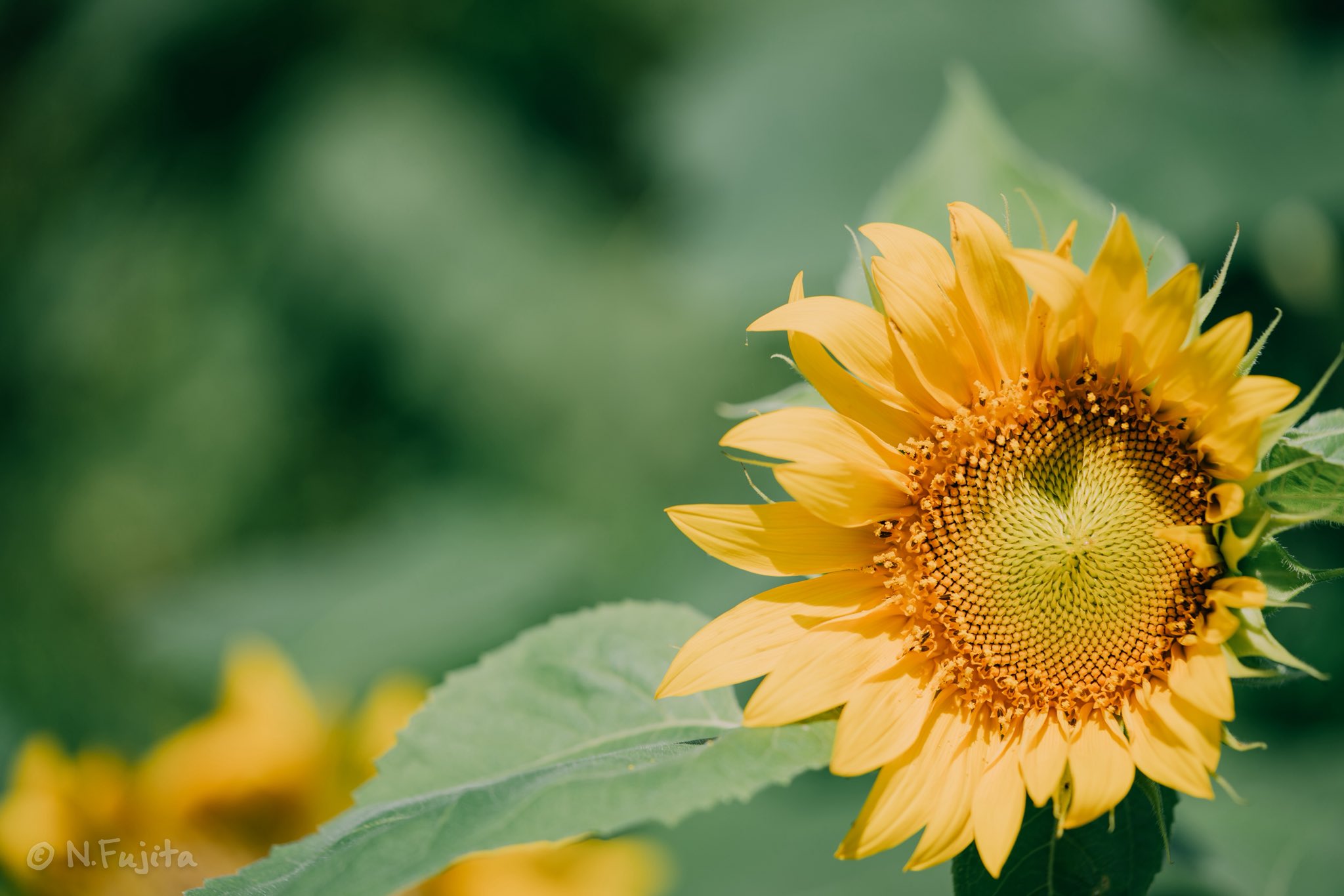 作品名「flower」 360度カメラで撮影して編集したアート作品です。 🎐🎐🎐 📸 SONY a7Ⅳ SONY 50mm F1.2 GM in frame