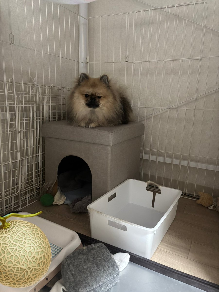 ハウスの上で寝てたら寝相悪くて落ちたクセにこりない😅
恥ずかしいからってガン飛ばさないで💦

#ポメラニアンのいる暮らし 
#いぬとの暮らし