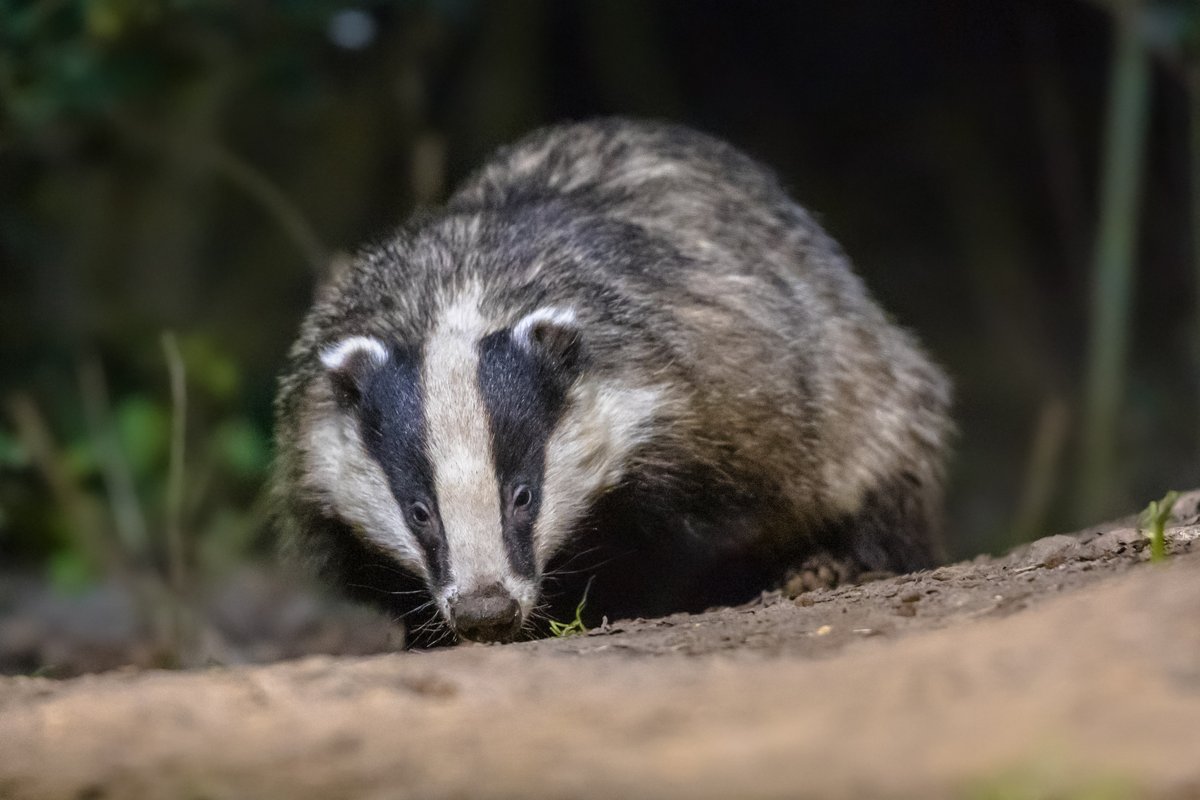 The badger cull is a brutal, pointless slaughter. Killing innocent wildlife won't stop bovine TB, it's cruelty disguised as control.