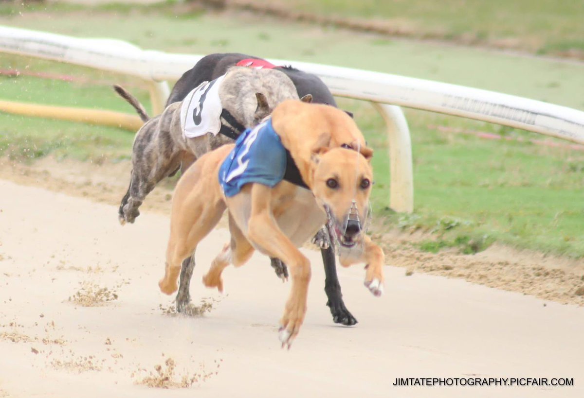 The very best of luck to Makeit Jackson who runs again today in the 12:12  <a href="/TowcesterDogs/">Towcester Dogs</a> after his stunning winning debut 9 days ago he’s back again for more <a href="/DigitipsRacing/">Digitips</a> <a href="/19Rich_/">Rich | Digitips 🏇</a> <a href="/Dannyfogg8/">Daniel Fogg</a> 🐾🍀✨

Hon Jackson 🤩