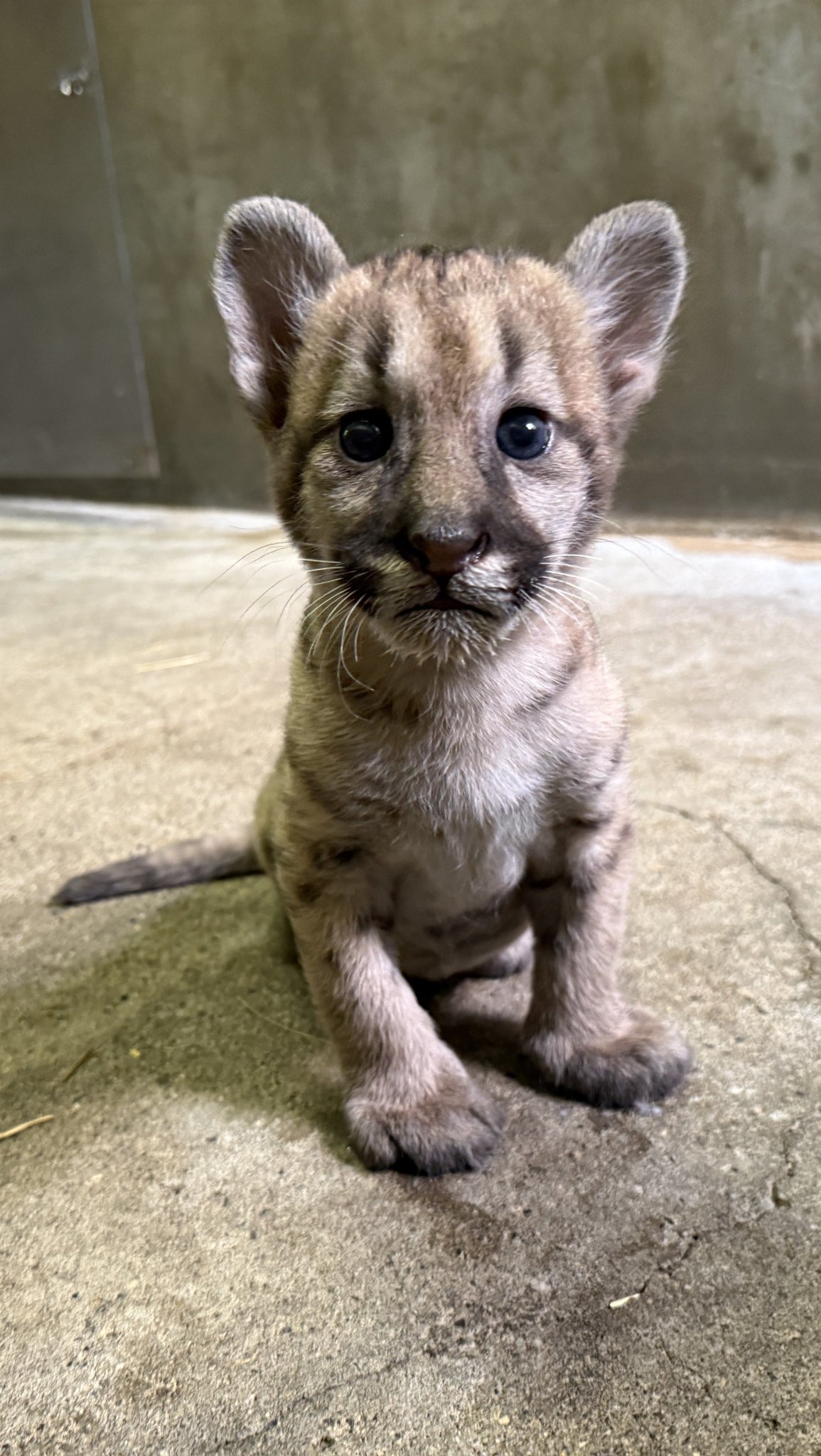 草木と小さな動物 ちいさなどうぶつ刺しゅう | 株式会社誠文堂新光社