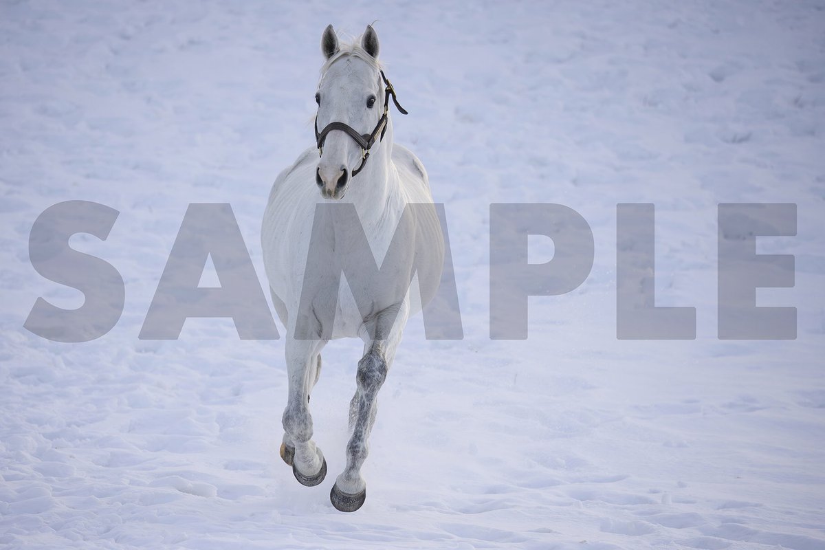 ゴールドシップ　まとめセット 9月1日発売「ゴールドシップ写真集 駿夏秋冬」セブンネット様限定