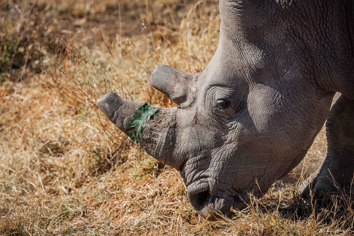 Once a rhino is translocated, the journey is far from over- 8 months after moving this herd to @DinokengReserve w/  @africanparks &amp; <a href="/ghumaneafrica/">Global Humane Conservation Fund of Africa</a>  , we checked in as one rhino received a VHF horn implant
#RhinoRewild #WorldNatureConservationDay
#wewildafrica