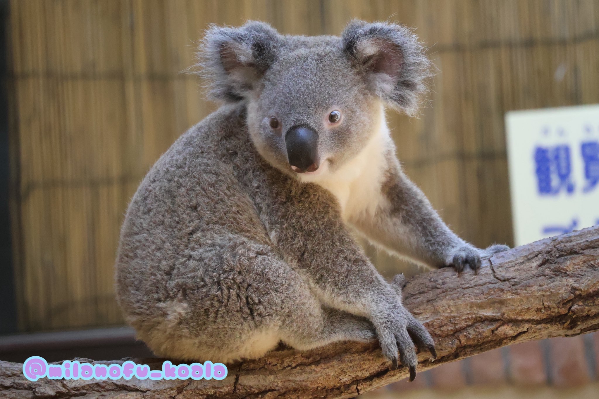 みらの🐨 on X: 