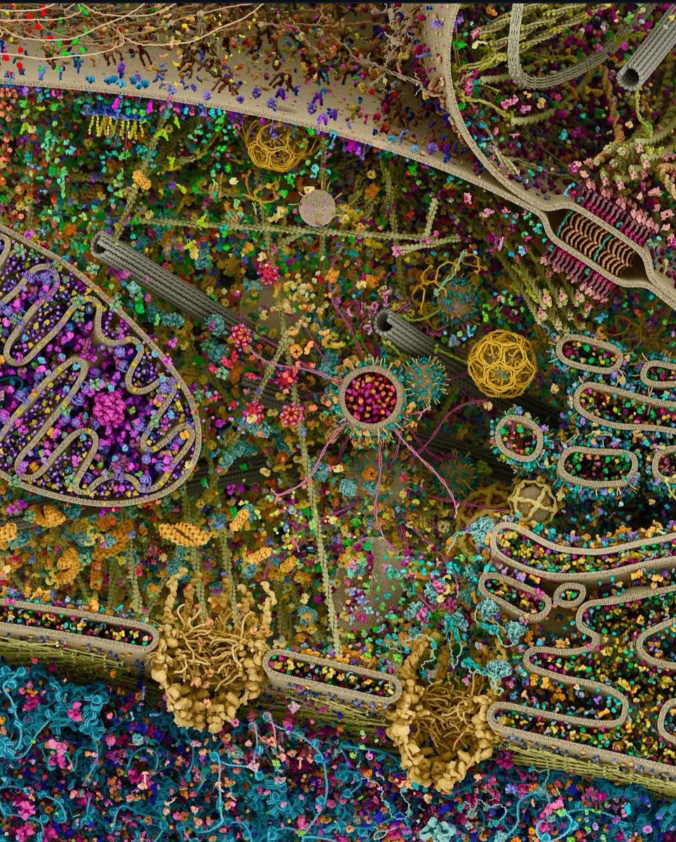 This is the most detailed view of a human cell to date