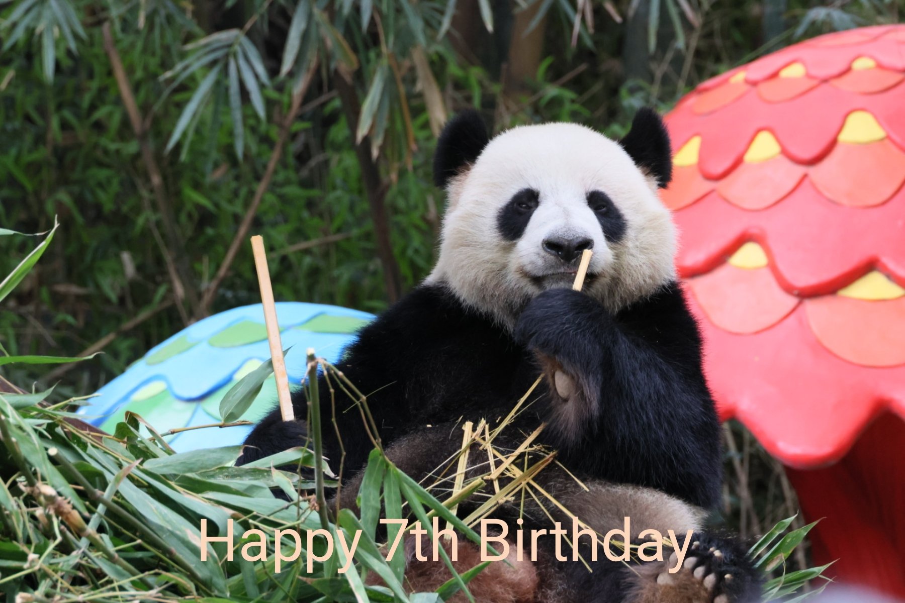 あんぱんだ (@anpanda_1120) / X