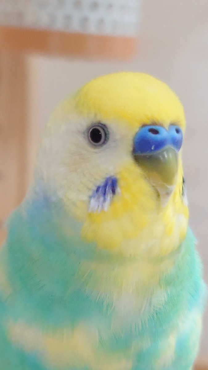 愛用していたインコです