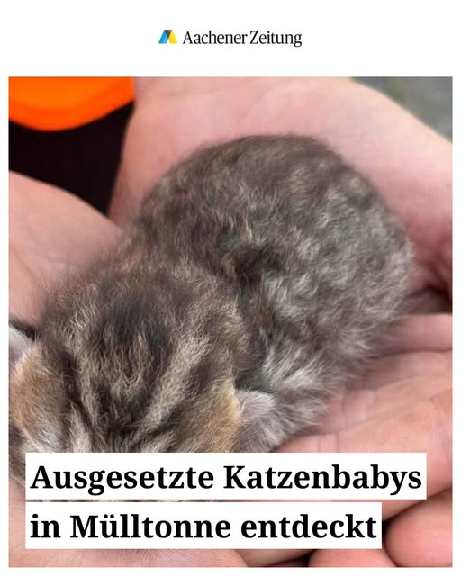 52379 Langerwehe
Ein Mitarbeiter eines Entsorgungsunternehmens findet fünf ausgesetzte und verwahrloste Kitten in einer Papiermülltonne in Langerwehe. Die Polizei bittet um Hinweise.