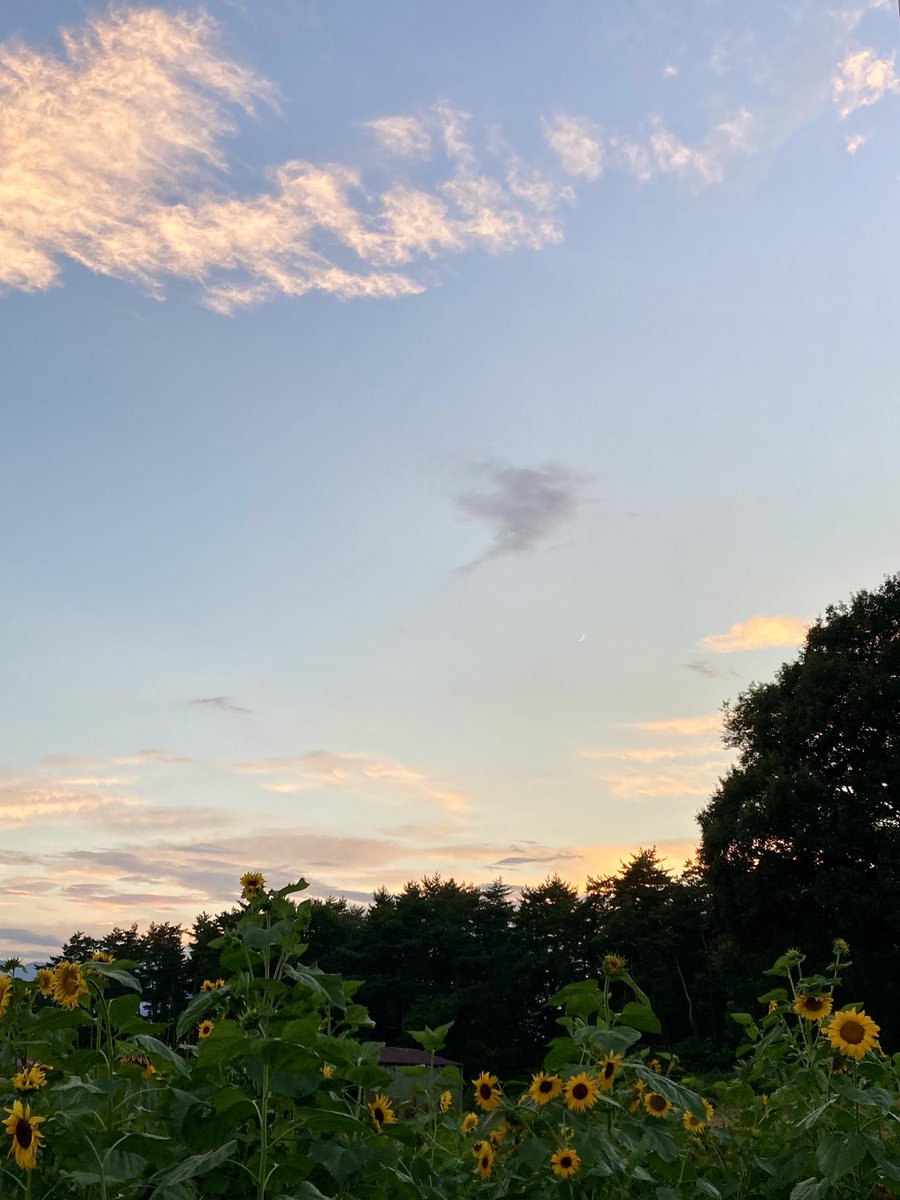 tea_itsuko's tweet image. ヒグラシの声が
大き過ぎて
ほかのどんな音も
聞こえない…

雲が
輝きだす
時間。✨

#キリトリセカイ  ＃散歩道