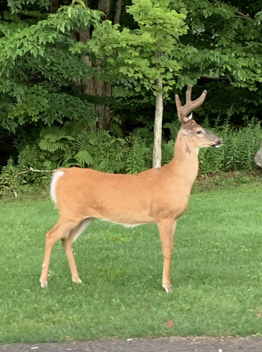 Good morning big fellow 👀☕️👊🏻🇺🇸