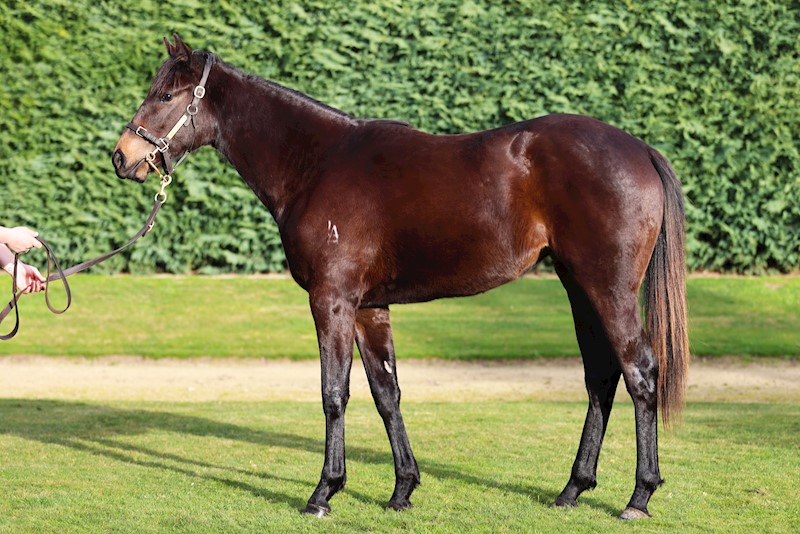 gavelhouse.com (@gavelhouse) on Twitter photo 🤩 An almost two-year-old Savabeel filly, bred on the same cross as Savvy Nature, Addictive Nature and Hasahalo, is one of the highlights in our latest 63 Lot auction. Offered on account of <a href="/littleavondale/">Sam Williams</a>, bidding ends from 7pm on Monday.
📲 gavelhouse.co.nz/lot/441404/unn… 🤩 An almost two-year-old Savabeel filly, bred on the same cross as Savvy Nature, Addictive Nature and Hasahalo, is one of the highlights in our latest 63 Lot auction. Offered on account of <a href="/littleavondale/">Sam Williams</a>, bidding ends from 7pm on Monday.
📲 gavelhouse.co.nz/lot/441404/unn…