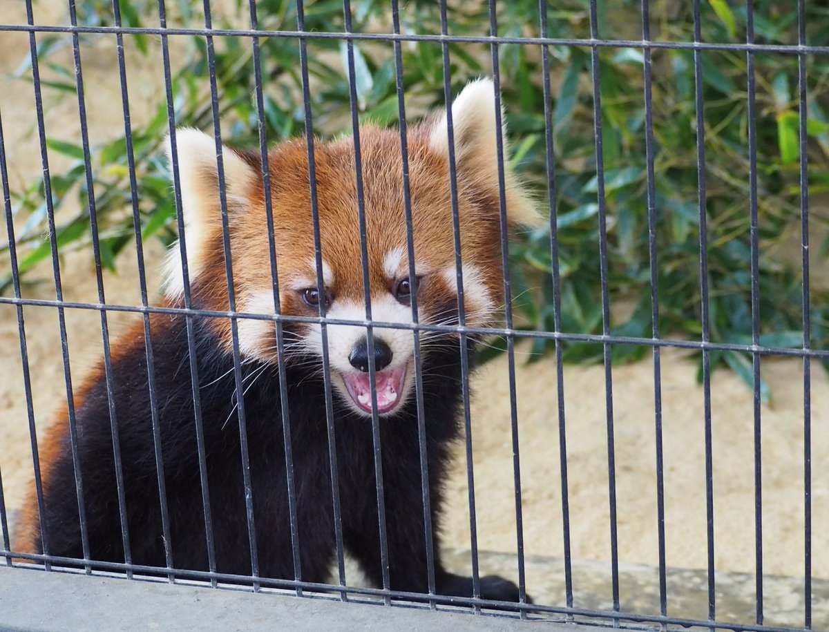 HourlyWah's tweet image. [🔗](api.tinyfox.dev/hourly/wahs/ph…)
