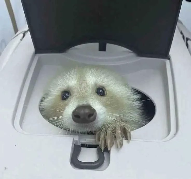 Why you should have a Raccoon (@shouldhaveracc) on Twitter photo 