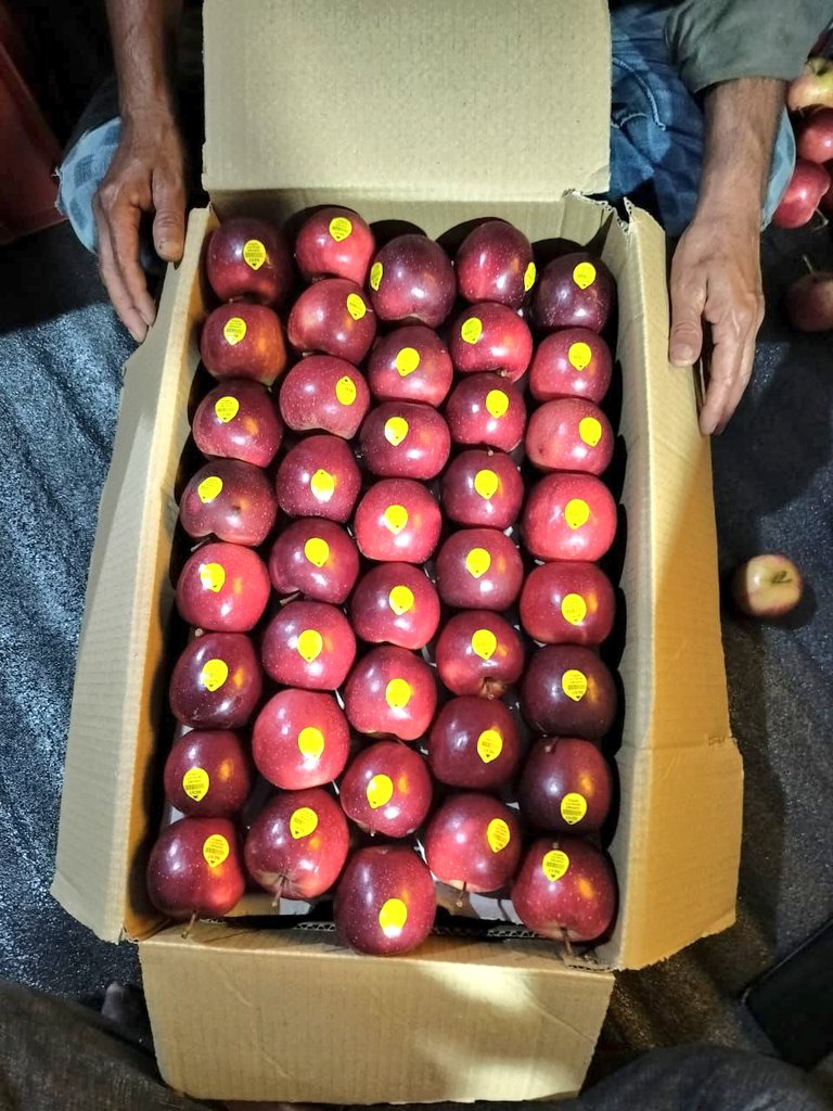 आज से सेब की पैकिंग चालू हो गई। 
#Appleseason #uttarakhand