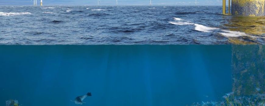 1 procent van windparkinvesteringen kan miljoenen hectares zeeleven herstellen: Een bijdrage van 1 procent van alle wereldwijde investeringen tot 2050 in offshore windprojecten is al voldoende om natuur grootschalig te herstellen. Dat blijkt uit een… dlvr.it/TM9RF8