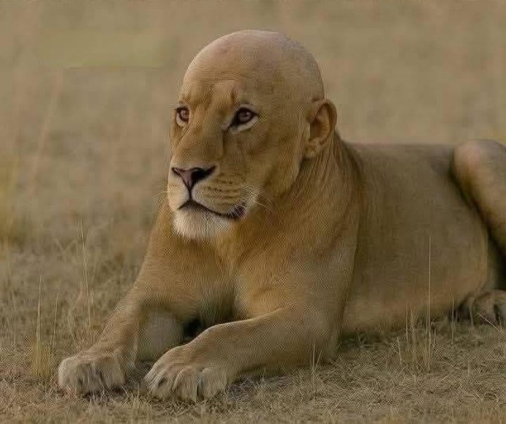 ilostuwonn's tweet image. Moodgorning sherni ka hairfall start hogaya hai she'll soon look like this🥀